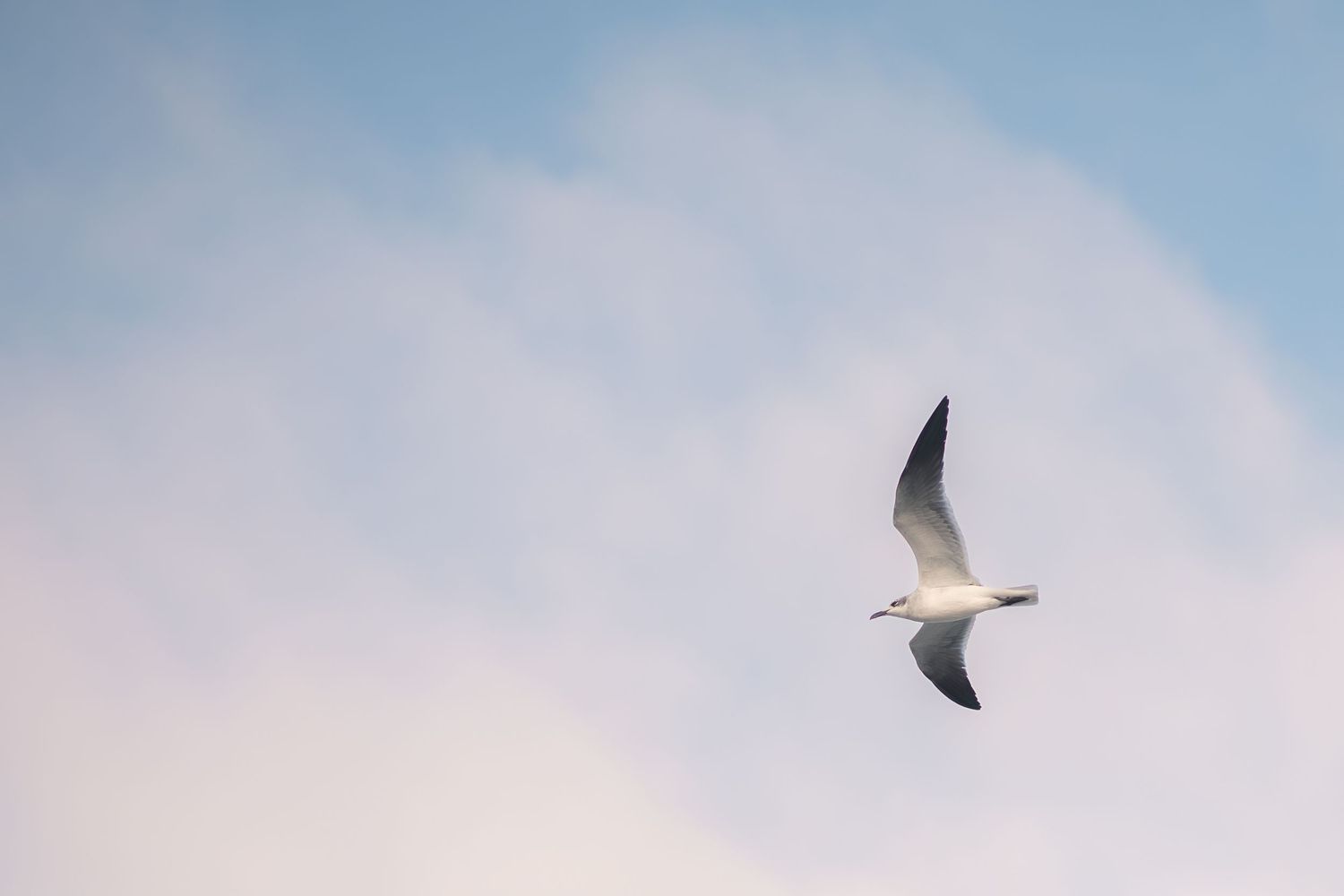 Flock of seagulls soaring gracefully against a bright blue sky with wispy white clouds in the background.