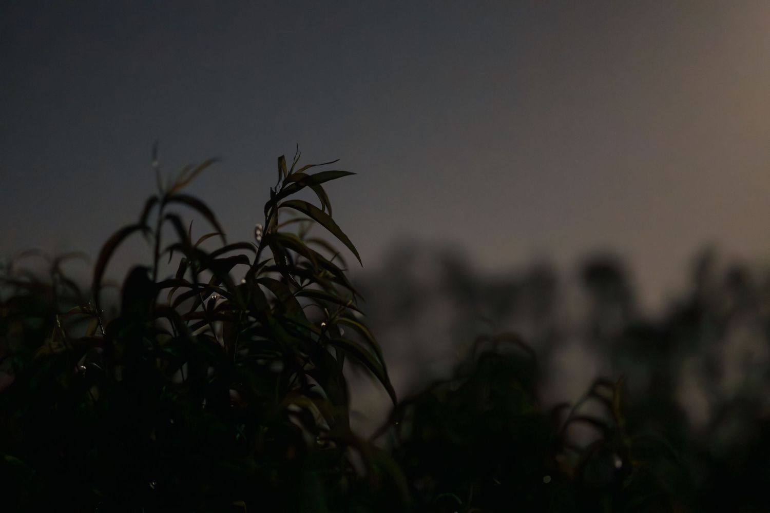 Dark silhouette of leafy plant branches against a moody twilight sky at dusk.
