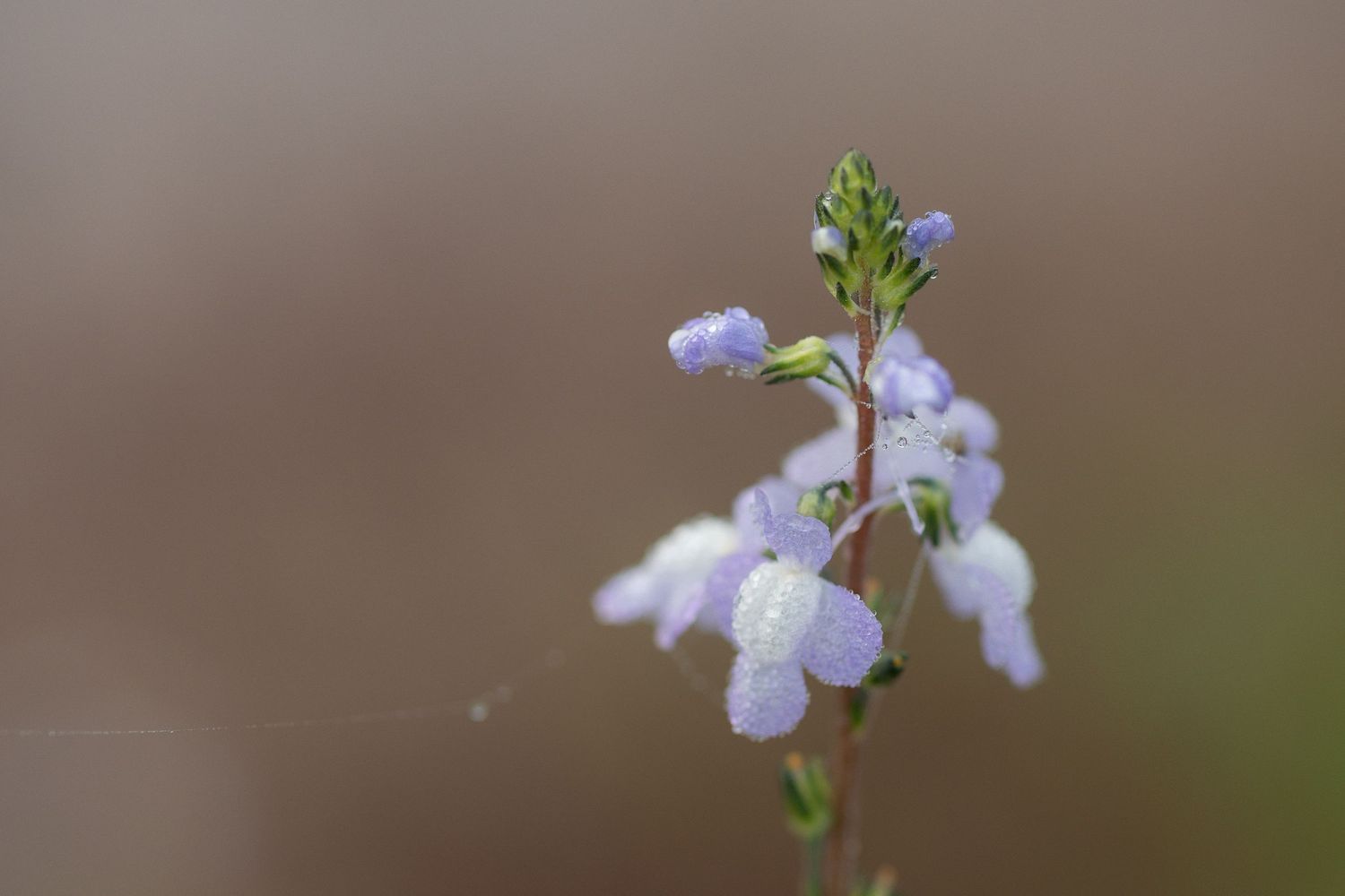 Delicate white flowers with purple accents bloom against a soft blurred brown background.