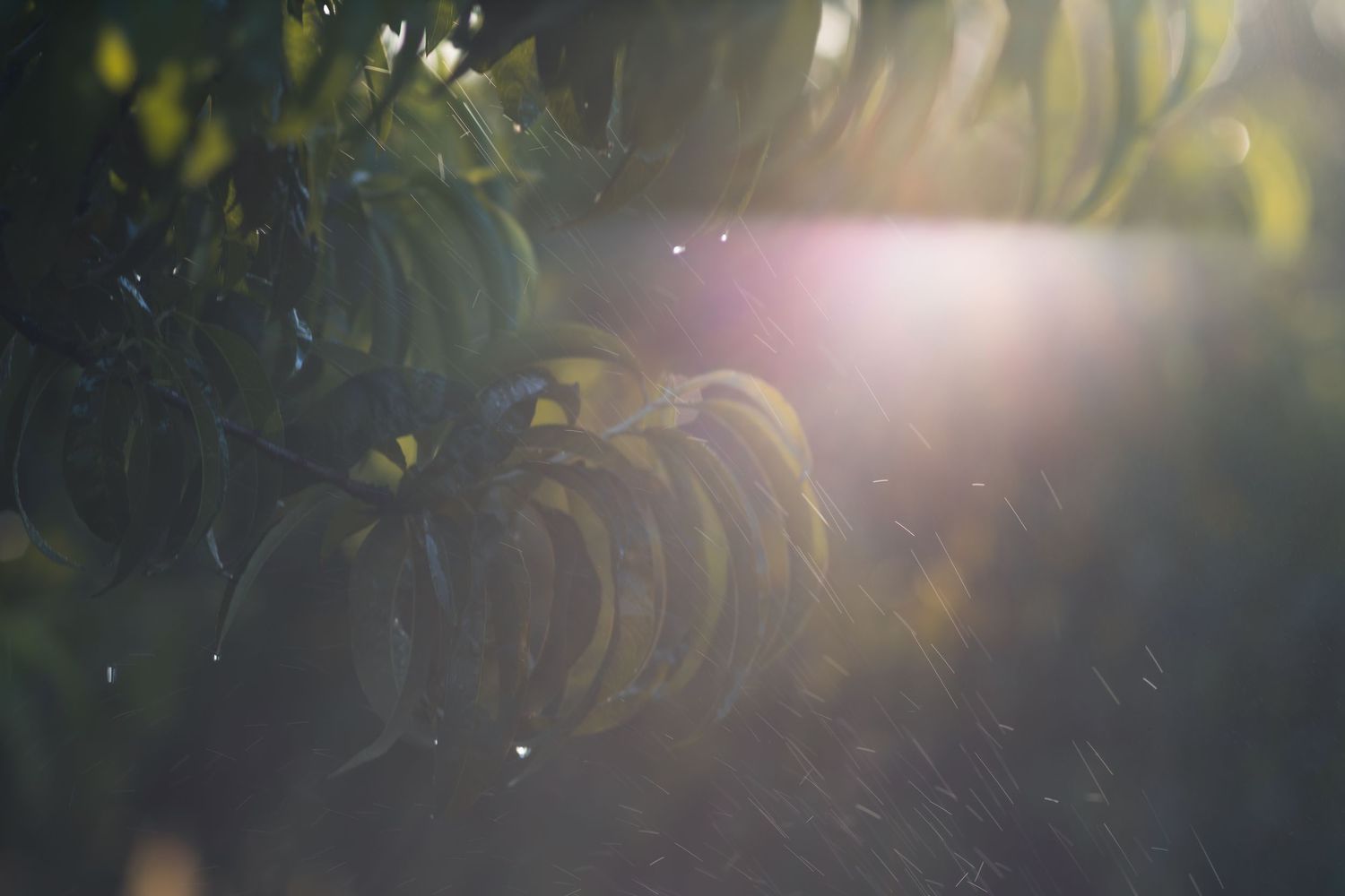 Sunlight lens flare through lush green tropical leaves with rain droplets in a moody, atmospheric garden setting.