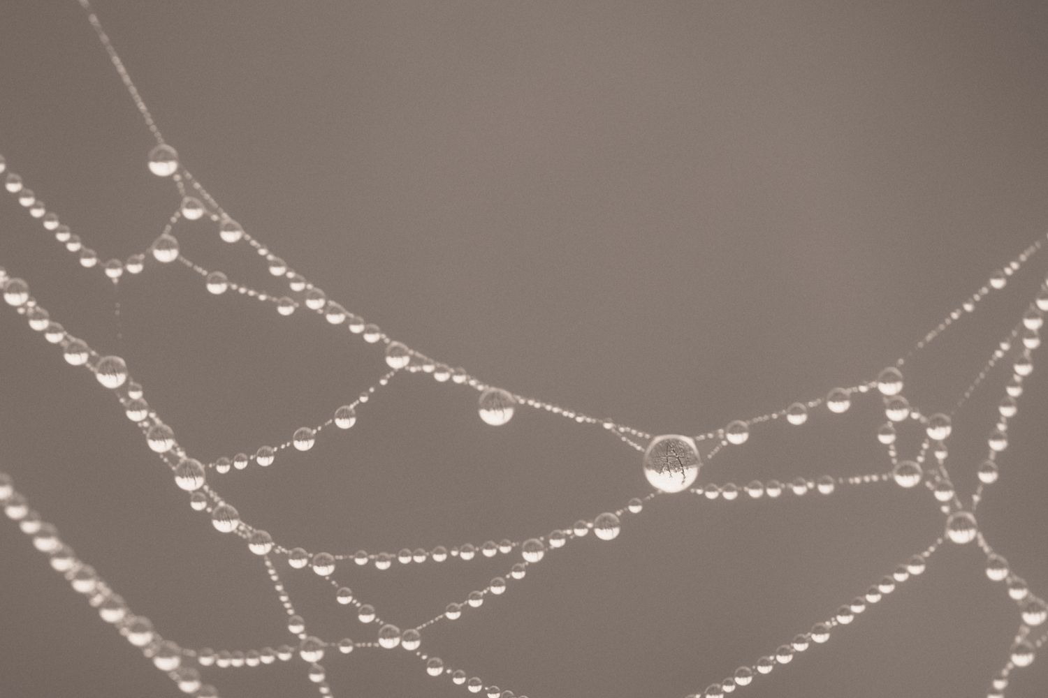 Close-up of delicate spider web strands adorned with glistening morning dew drops against a soft gray background.