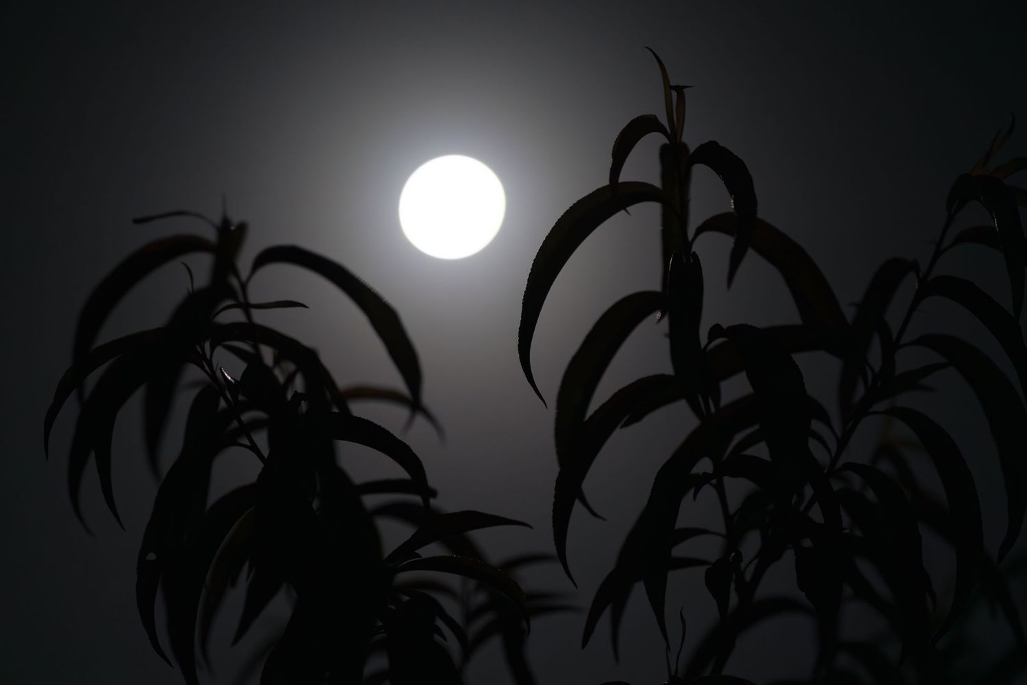 Full moon glowing behind dark silhouetted tropical plant leaves against a moody night sky.