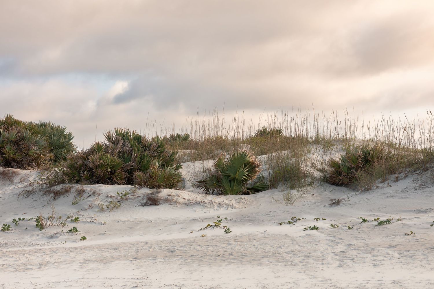 A panoramic view of white sand dunes with sea oats and coastal vegetation against a cloudy sky at the beach.