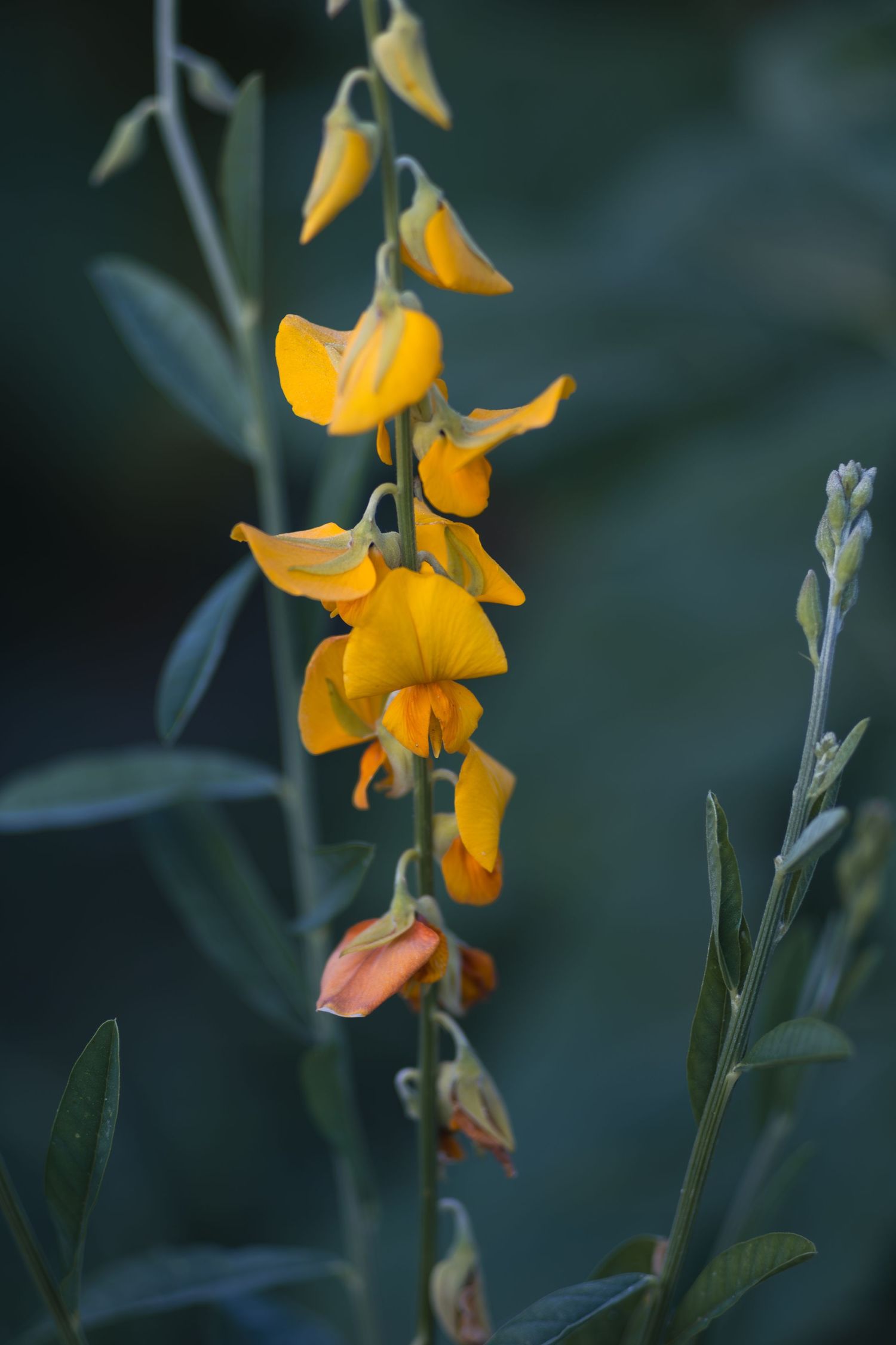 Close-up of vibrant yellow wildflowers blooming on a tall green stem against a soft dark background.