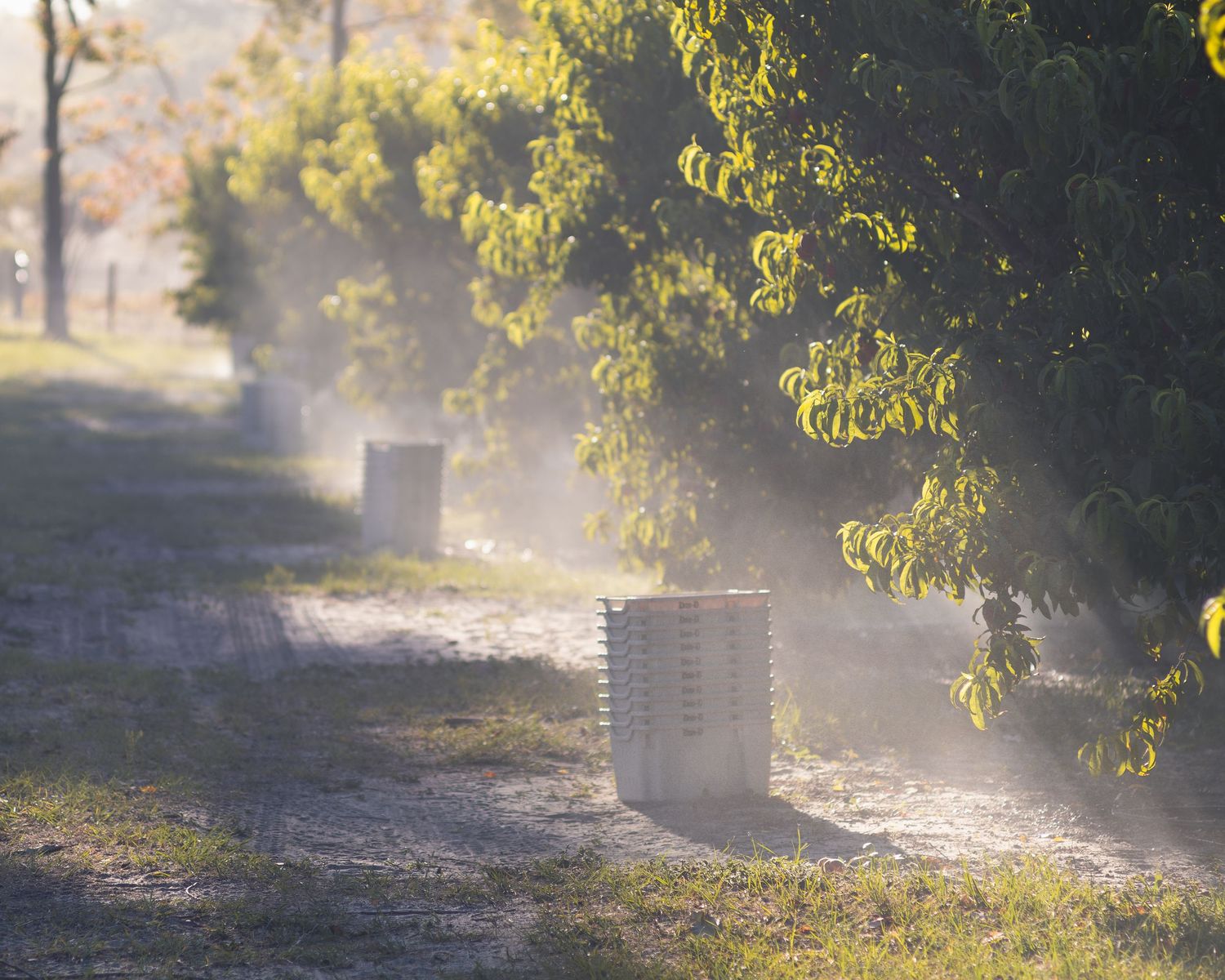 Misty morning orchard with beehives along a dirt path surrounded by lush green trees in soft sunlight.