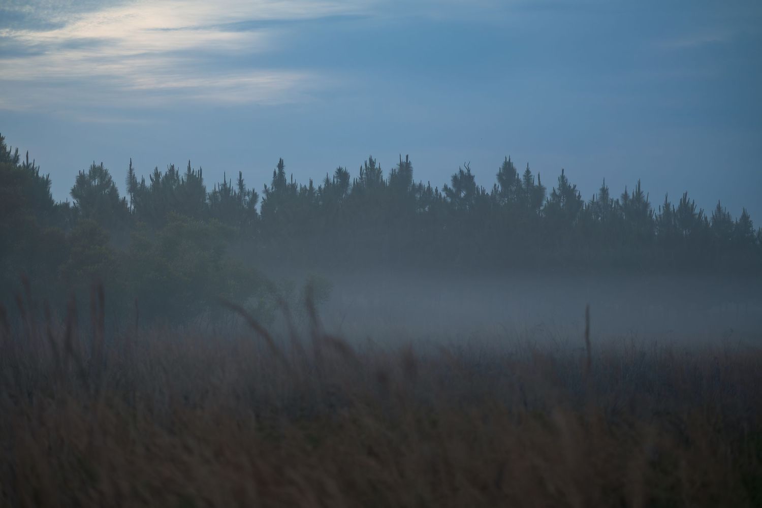 Misty foggy landscape at dusk with tall grass field and dark pine tree forest silhouette under blue cloudy sky.