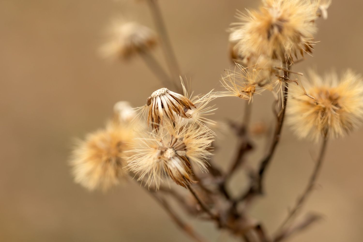 Close-up macro photo of dried beige dandelion seed heads against a soft blurred brown background.