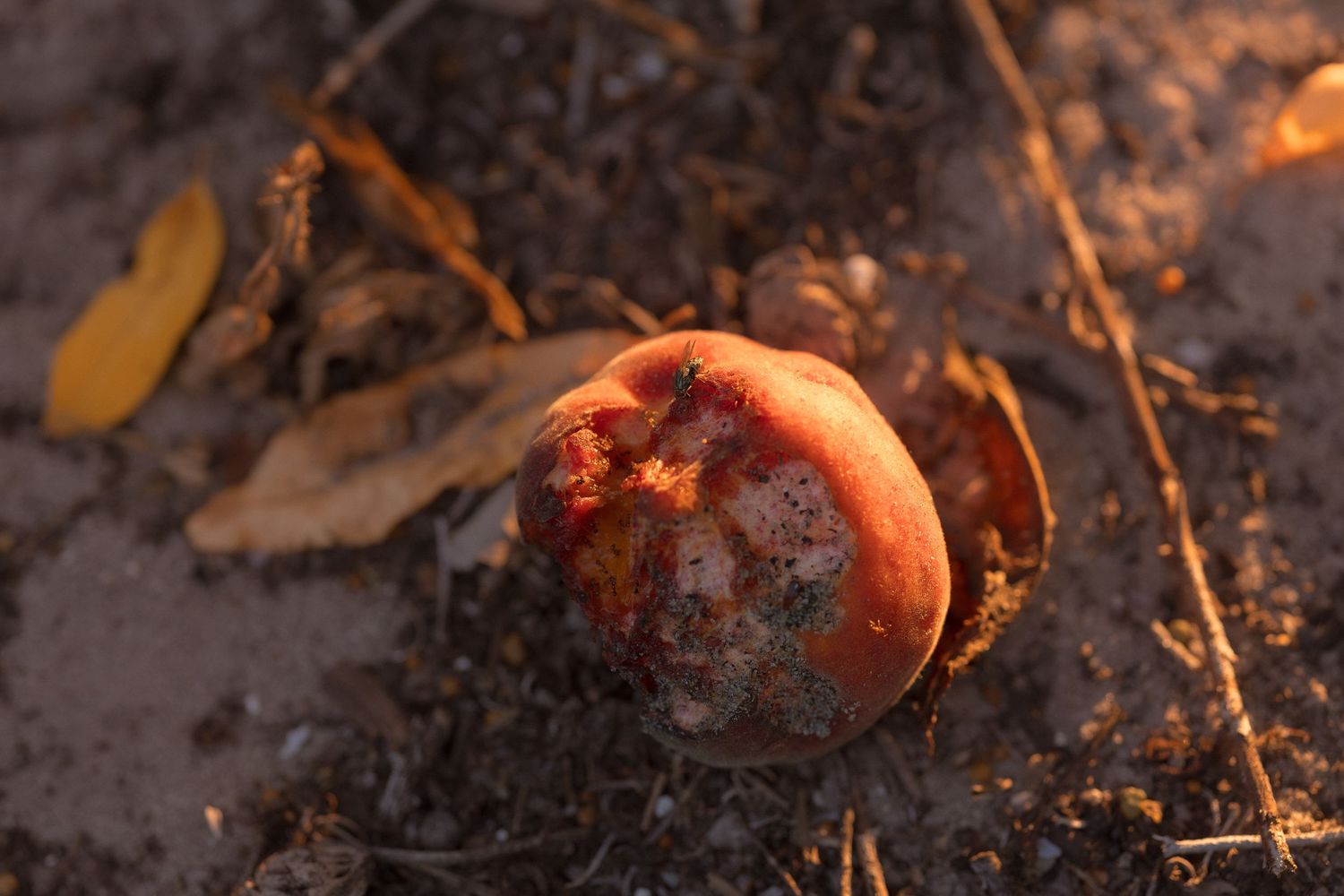 A rotting red fruit lies on sandy soil surrounded by dry leaves and twigs in warm golden light.