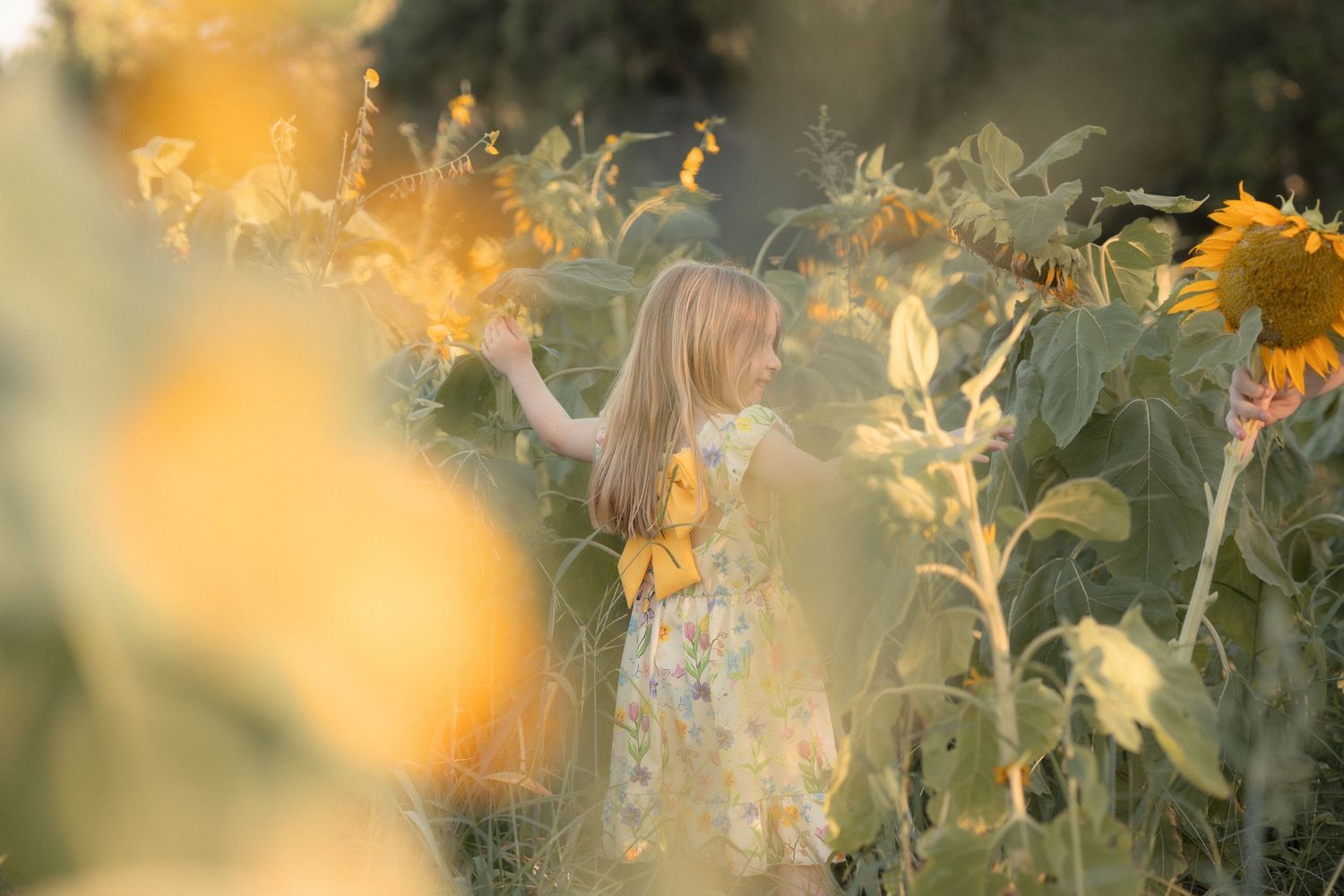 A young girl in a floral dress reaches toward sunflowers in a golden sunlit field.