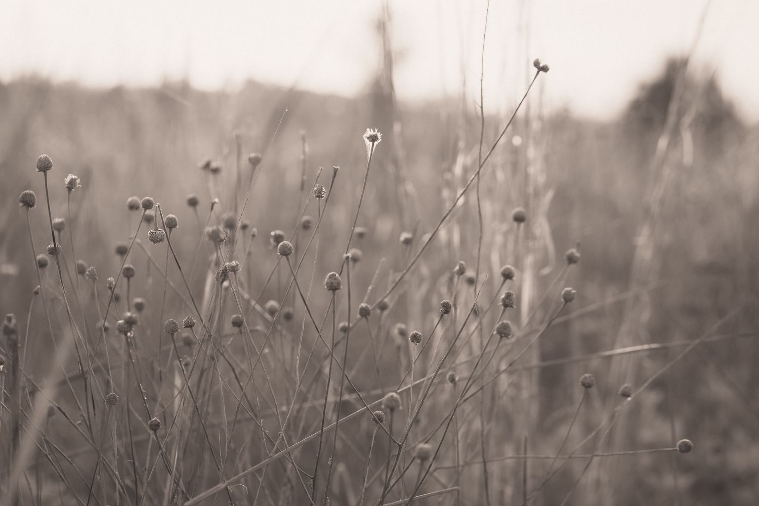 Sepia-toned field of wild dried flowers and tall grass in soft focus autumn meadow landscape.