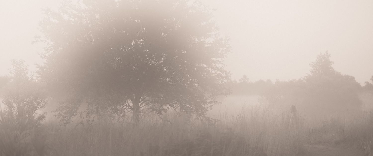 Misty foggy landscape with a large tree silhouette and tall grass in soft sepia tones.