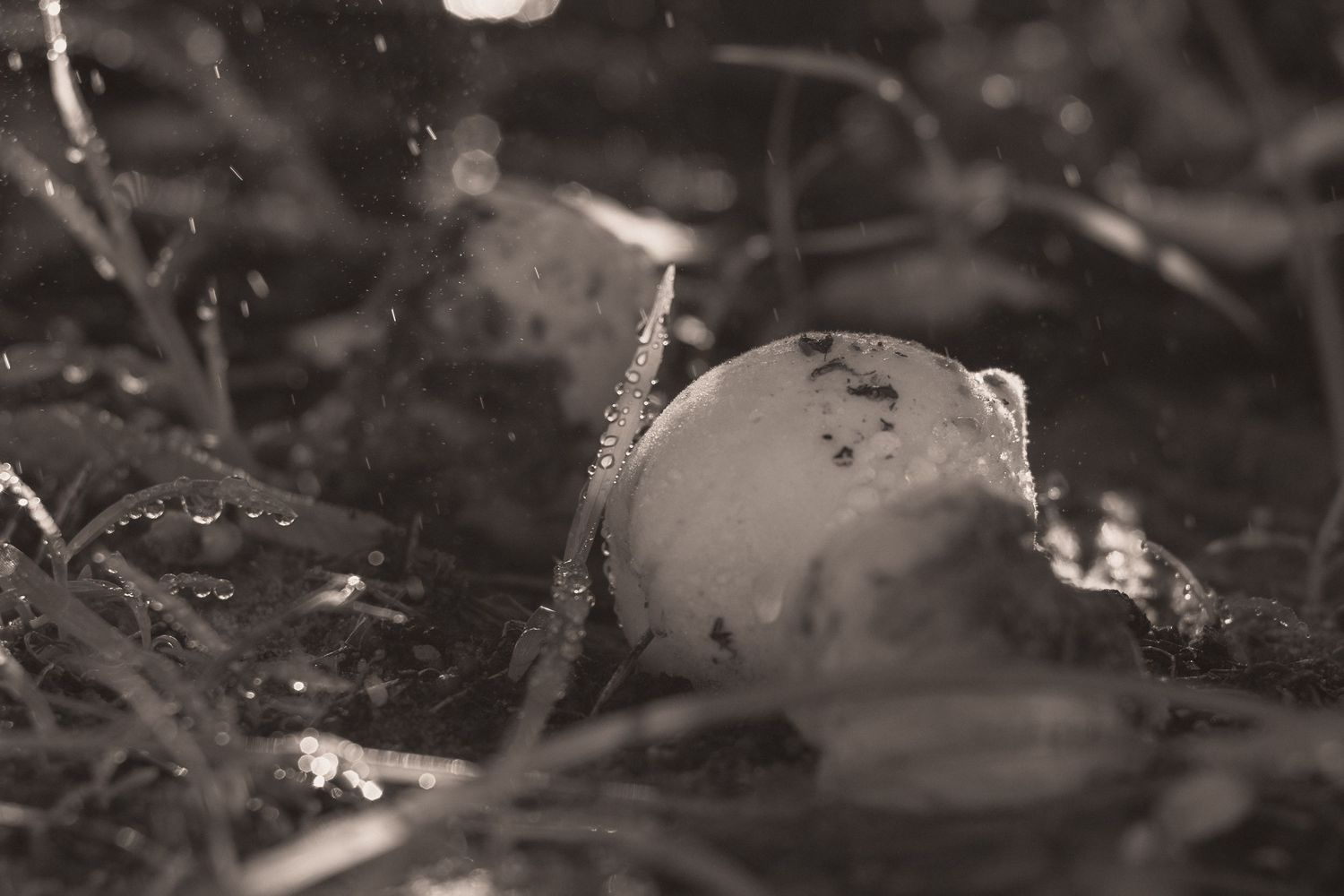 Black and white macro photo of a dirty mushroom on wet soil surrounded by grass and debris.