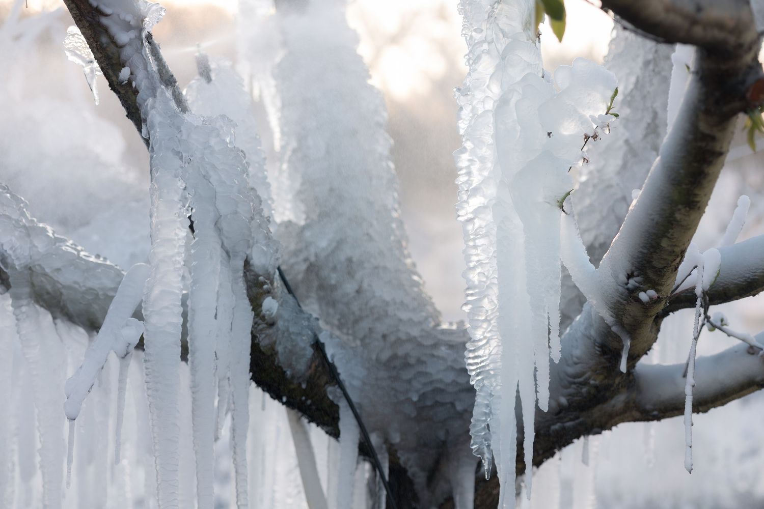 Frozen icicles hang from tree branches against a misty winter sky creating a crystalline natural display.