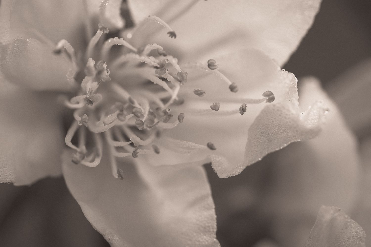 Macro photograph of delicate white cherry blossoms with visible stamens and petals against a blurred background.