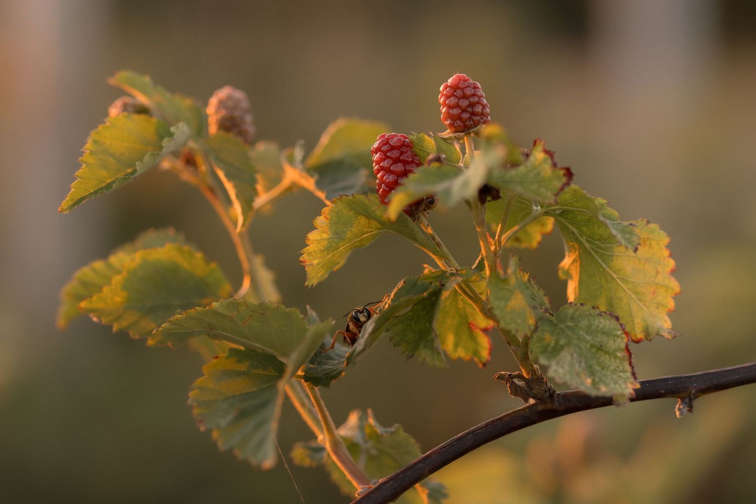 Close-up of a mulberry branch with red unripe berries and green leaves in warm golden sunlight.