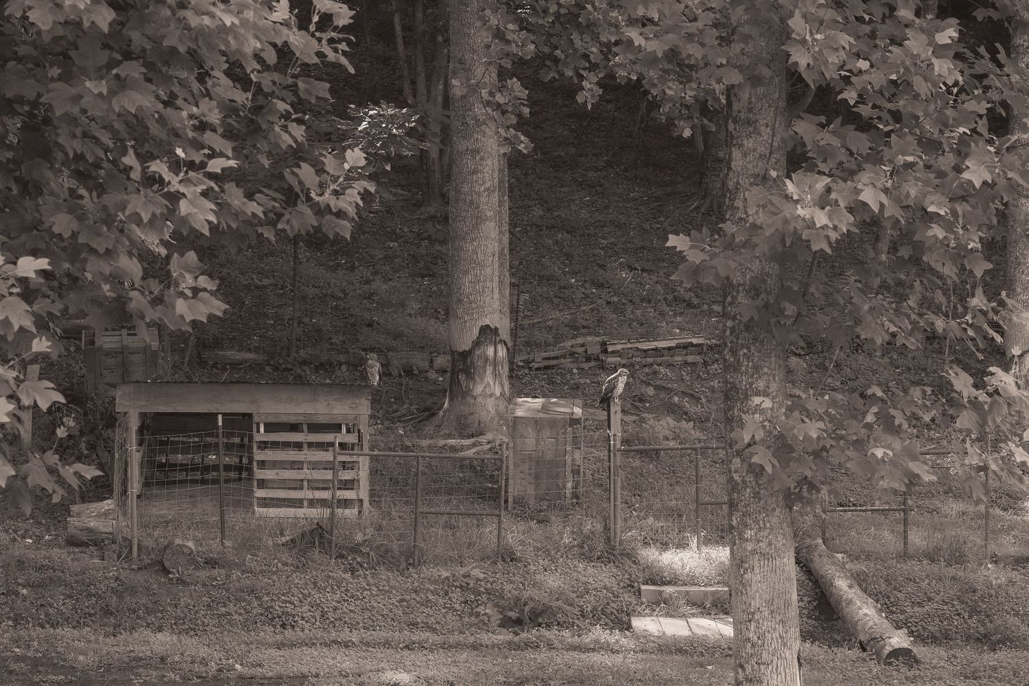 Sepia-toned rural scene with wooden pallet, wire fence, and large trees in a peaceful countryside setting.