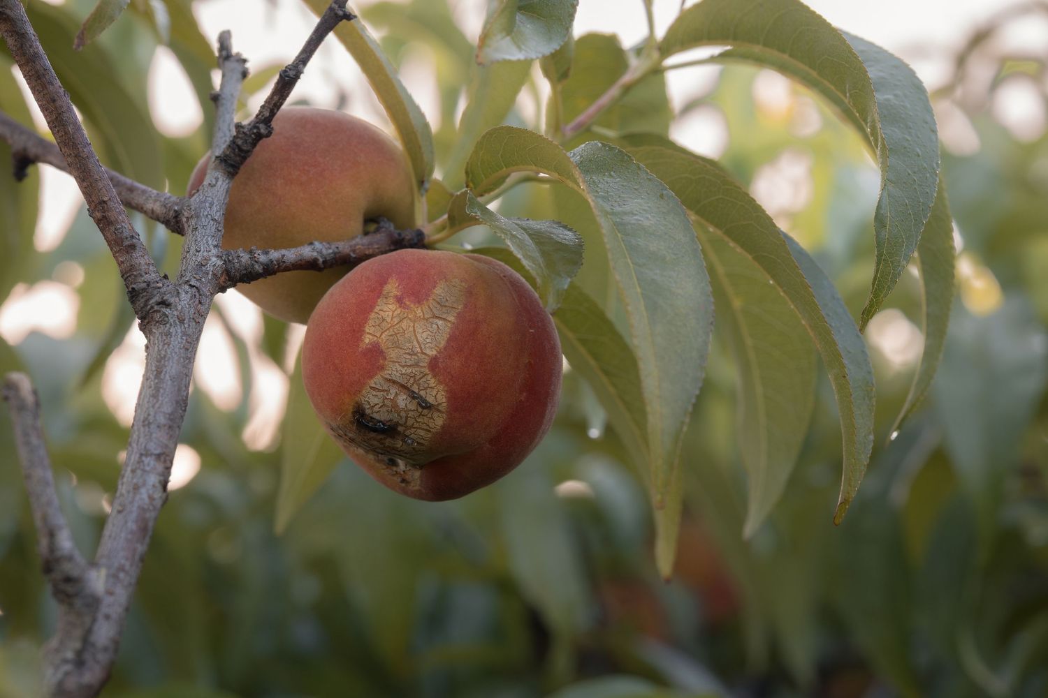 Two ripe peaches hanging on a tree branch surrounded by green leaves in an orchard.