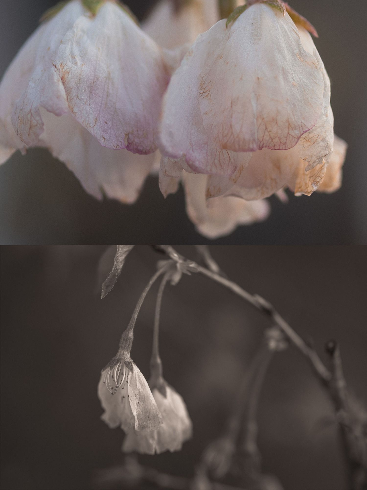 Close-up of delicate pale pink cherry blossom petals drooping on bare branches, shown in color and monochrome.