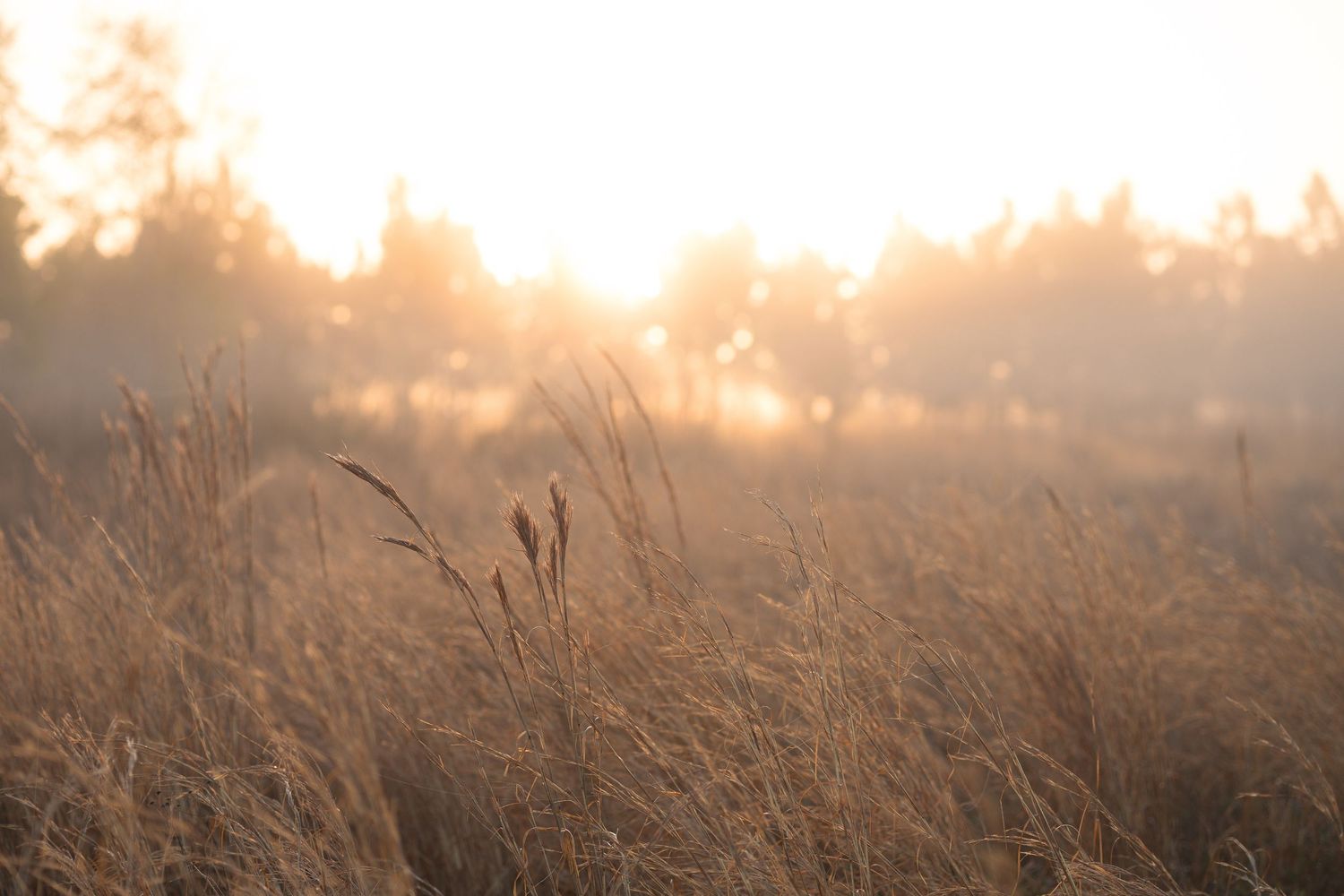 Golden sunlight filters through misty fog over a field of tall grass and cattails at sunset.