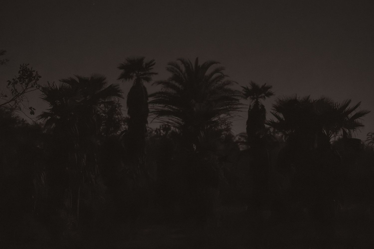Dark silhouettes of palm trees and tropical plants against a night sky in a moody, atmospheric outdoor scene.
