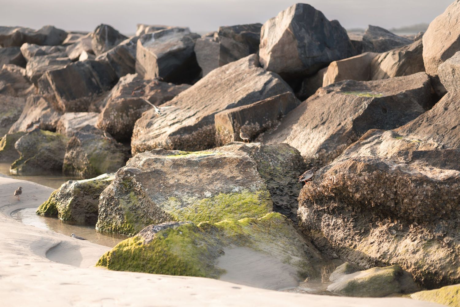 Large coastal rocks covered with green algae and seaweed along a misty shoreline at low tide.