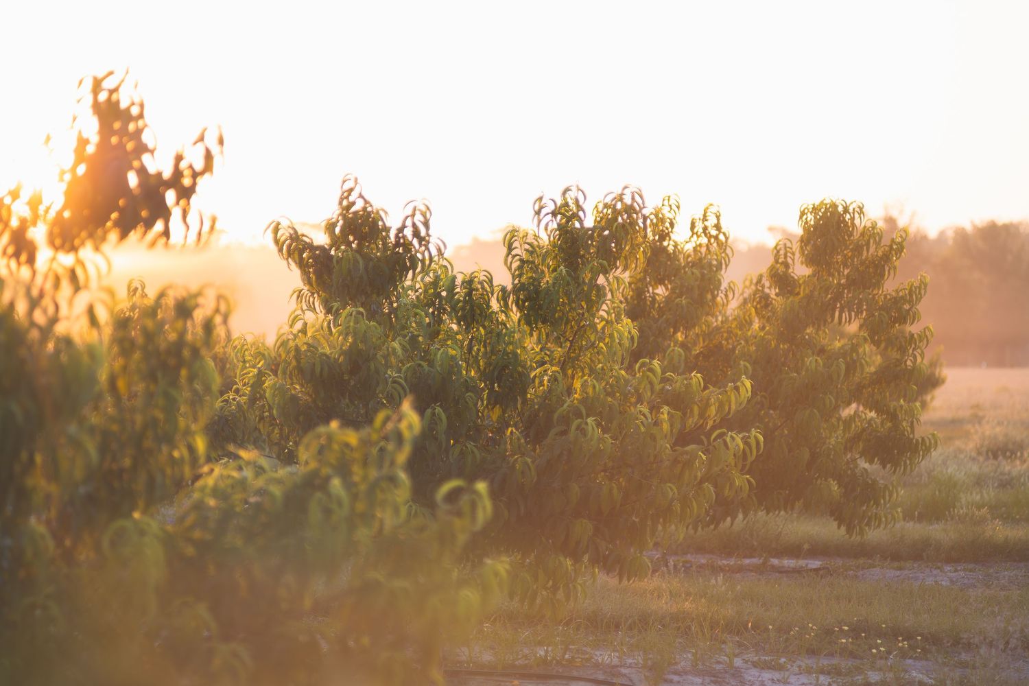 Lush green trees bathed in warm golden sunset light in a serene outdoor landscape.