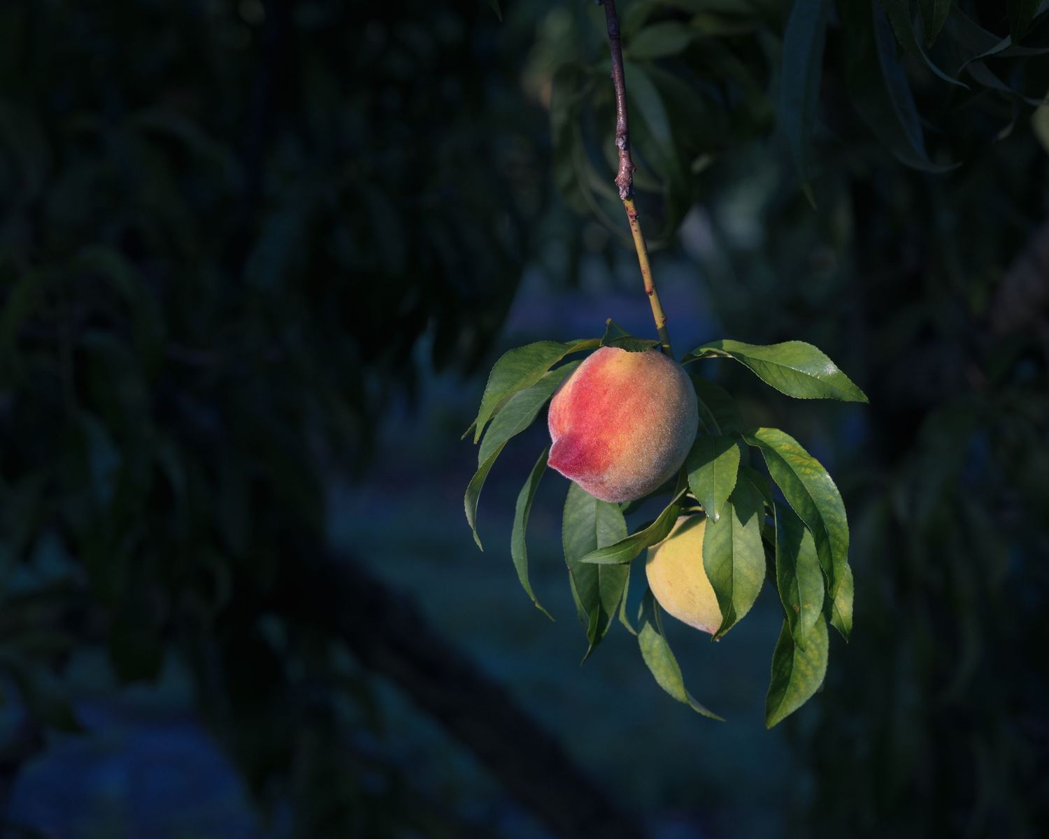 A ripe peach hanging from a tree branch with green leaves in soft evening light.
