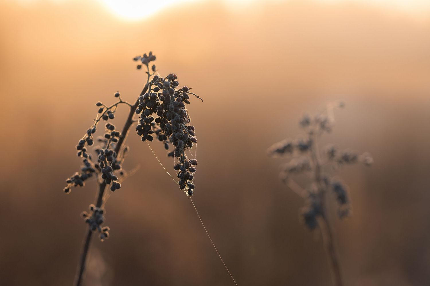 Dried wildflowers silhouetted against a warm golden sunset bokeh background in a serene outdoor field.