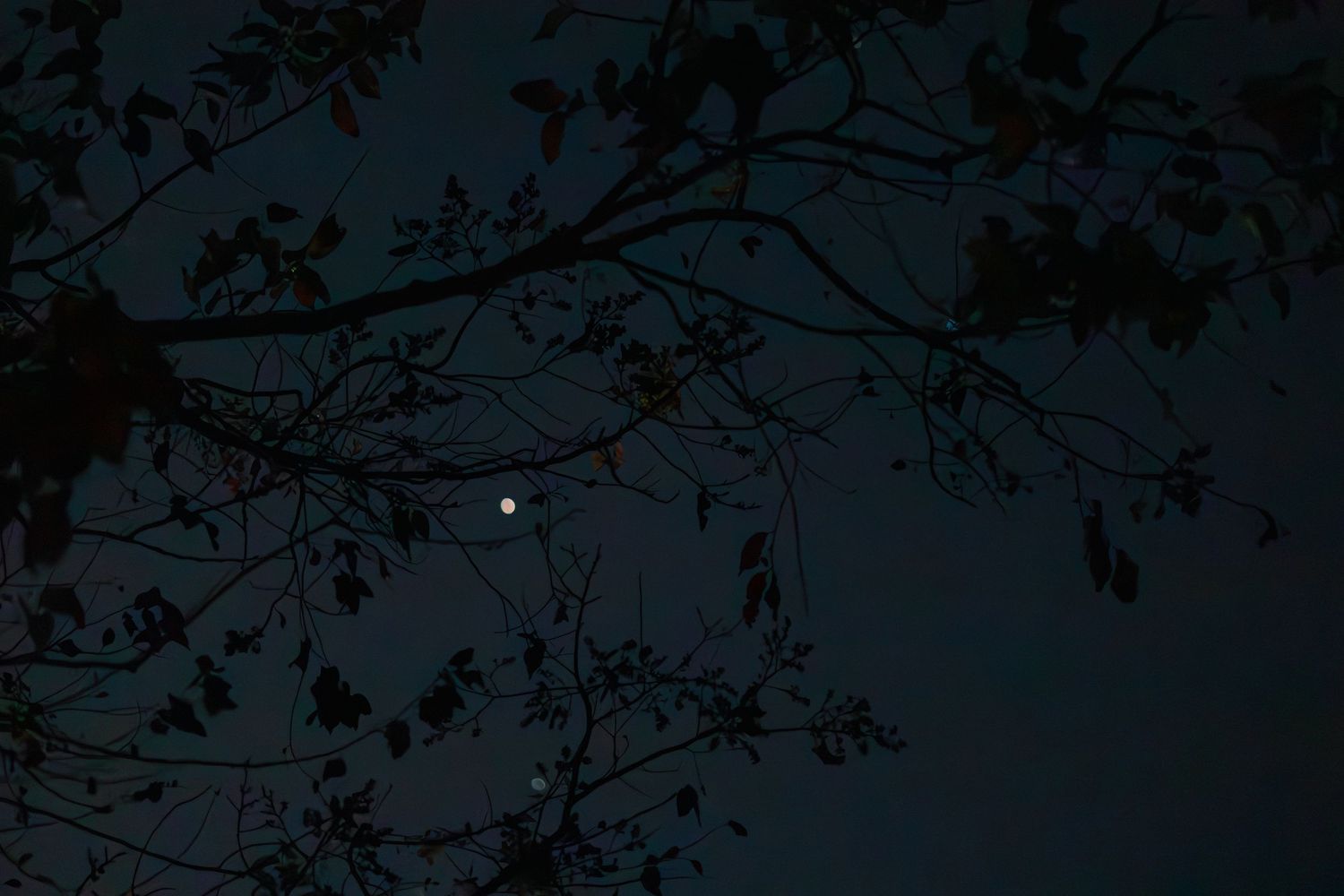 Silhouetted tree branches against a dark night sky with a glowing full moon visible through the leaves.