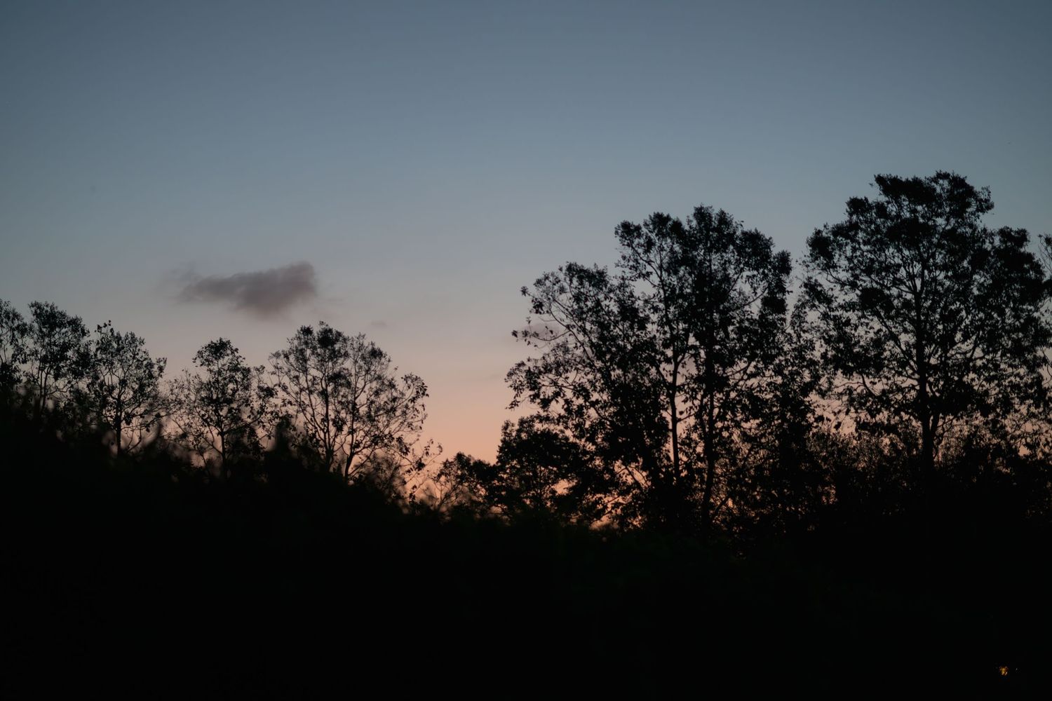 Silhouetted trees against a twilight sky with warm orange and blue hues at sunset.