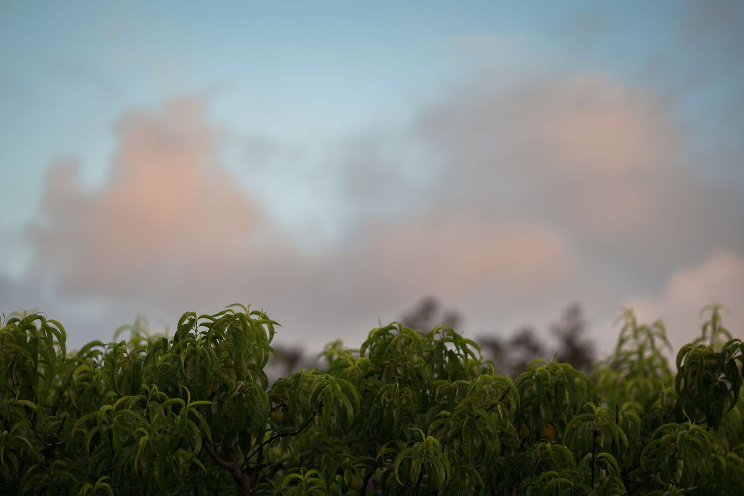 Green treetops sway against a soft blue sky with pink-tinged clouds at dusk.