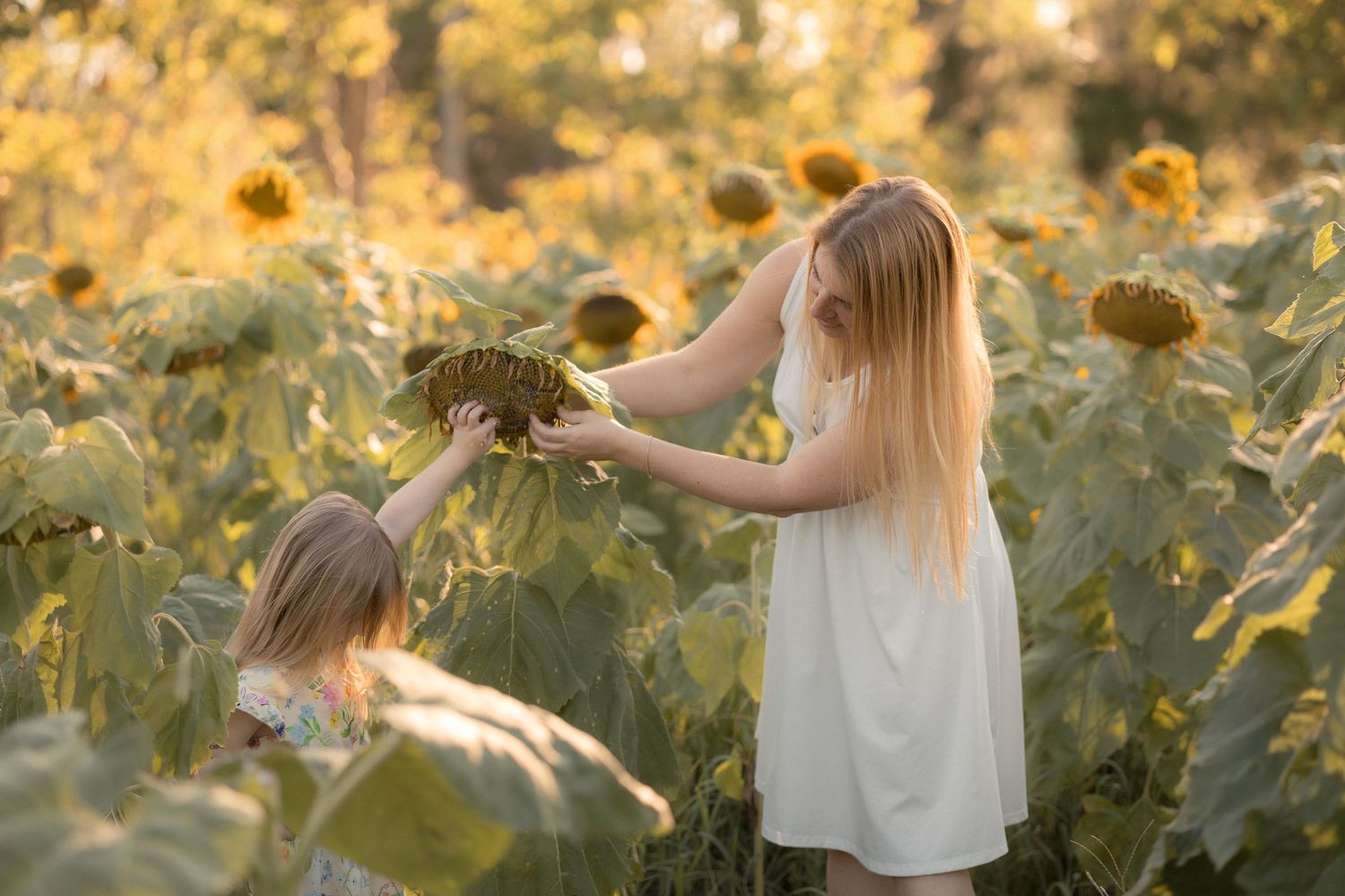Two girls in a sunflower field sharing a sunflower at golden hour.