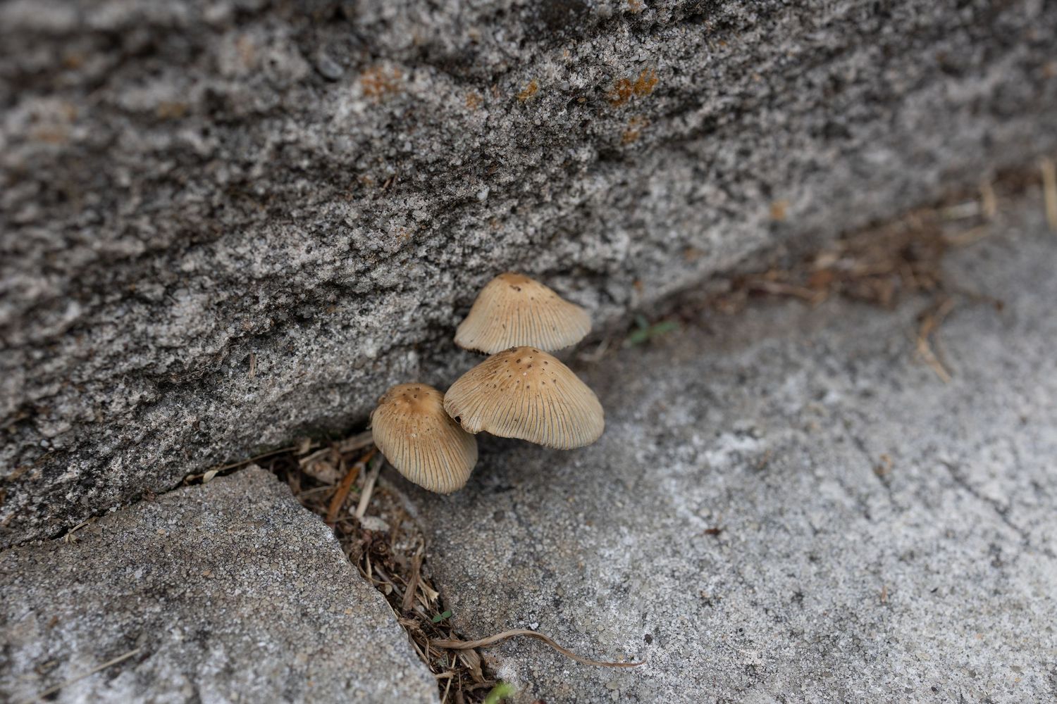 Small wild mushrooms growing in a crack between gray stone pavers or concrete blocks outdoors.