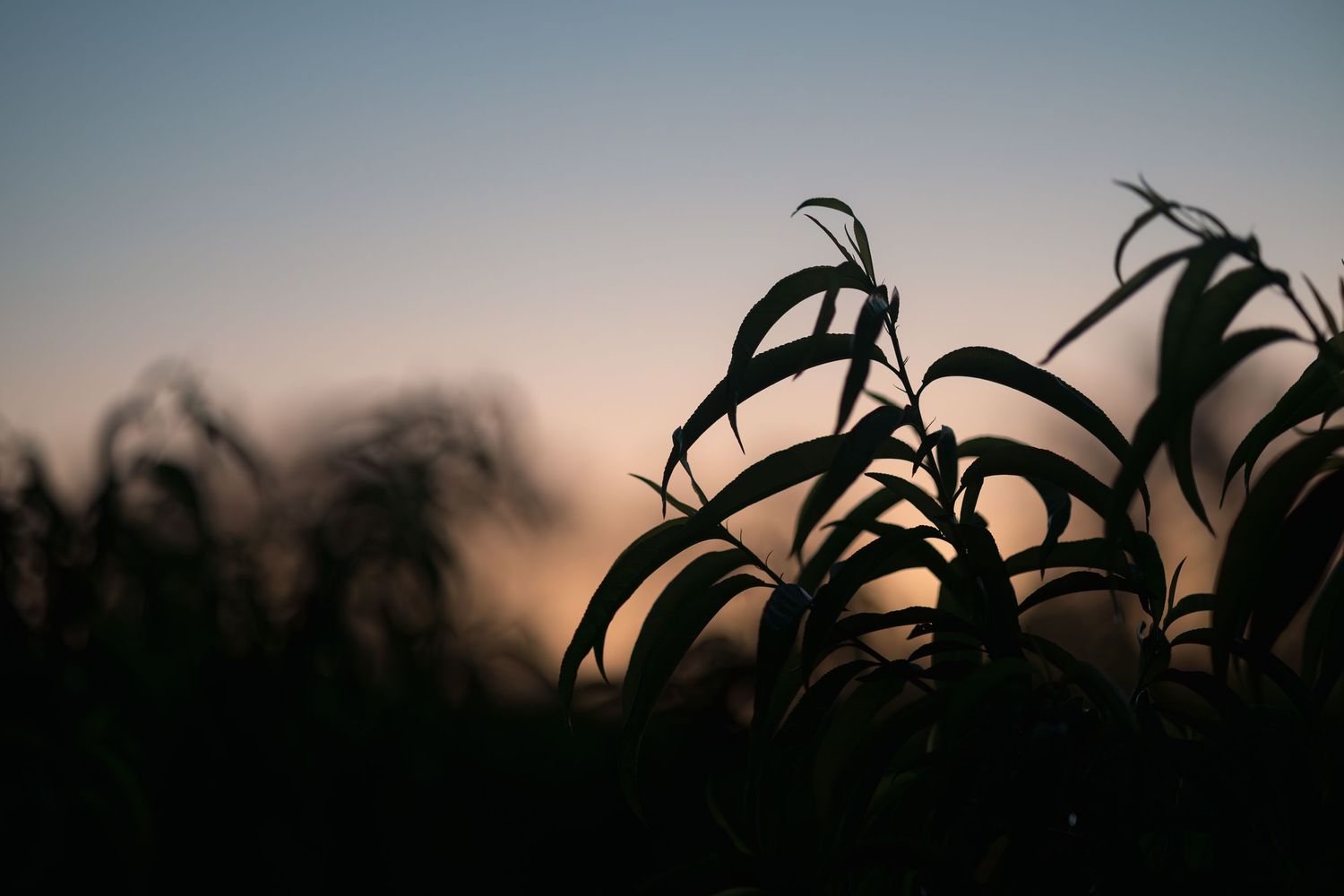 Silhouette of corn plants against a colorful dusk sky at sunset in a farm field.