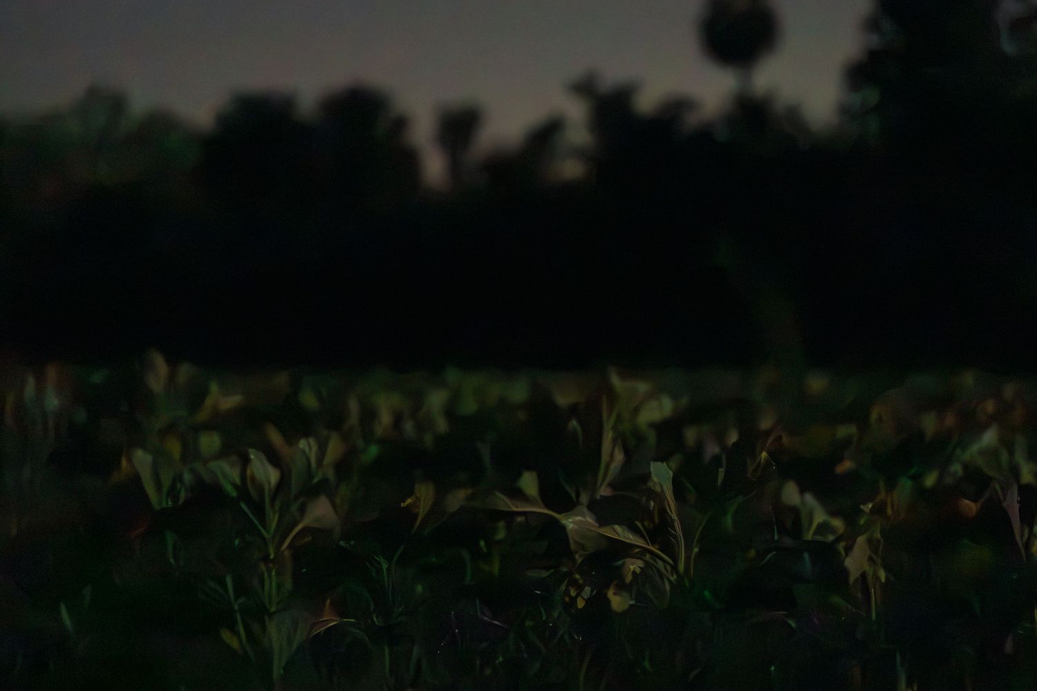 Dark moody agricultural field at dusk with lush green crops and silhouetted trees in the background.