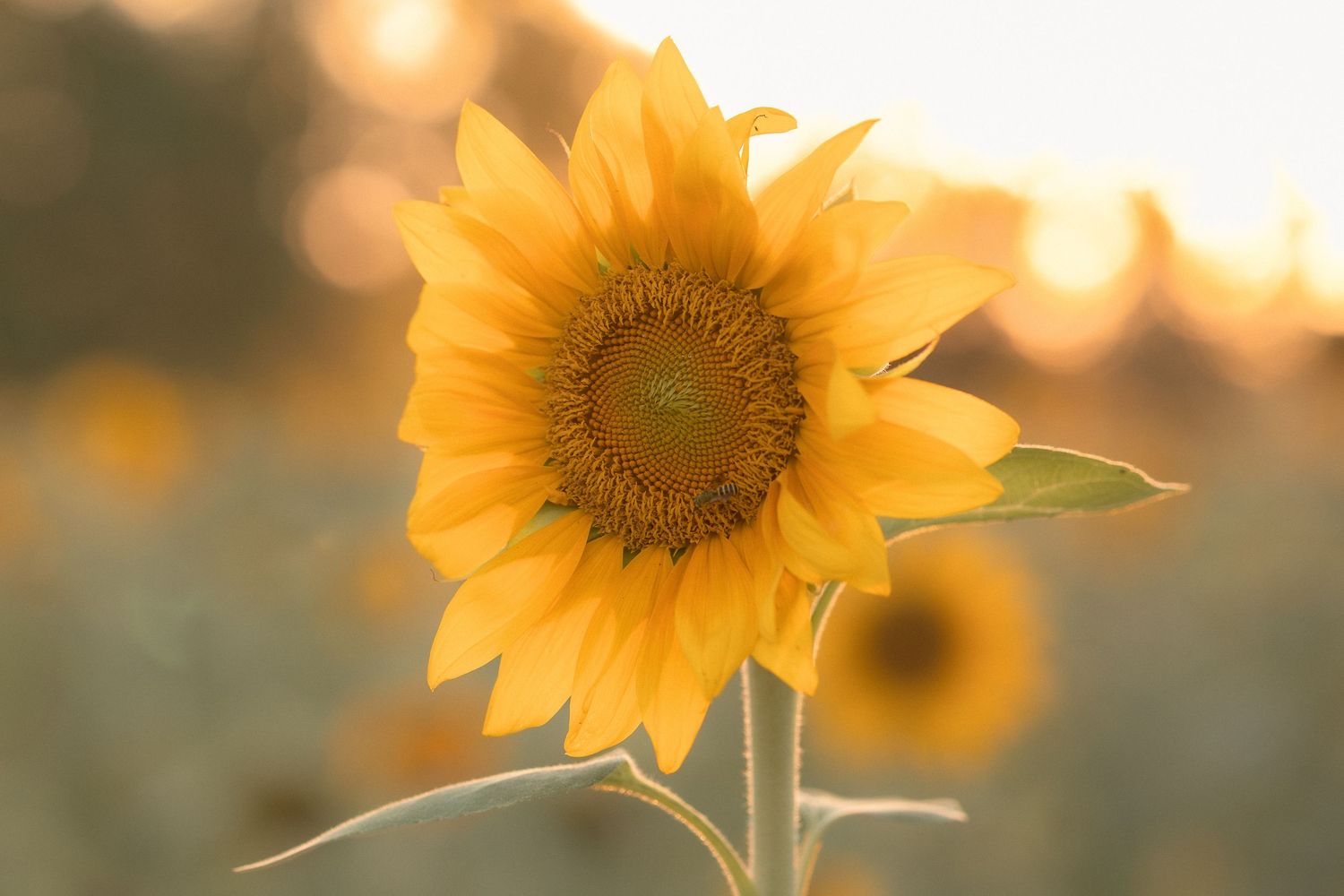 A vibrant sunflower glows in golden sunset light, with a bee visiting its center in a blurred field backdrop.
