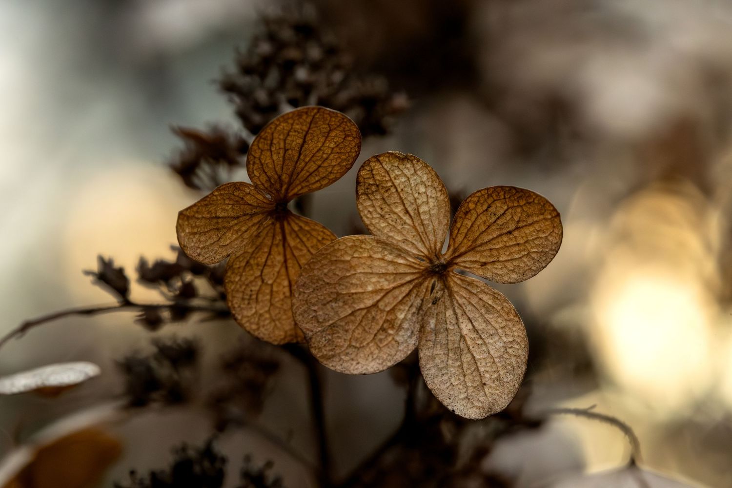 Dried hydrangea petals with delicate brown patterns in soft focus.