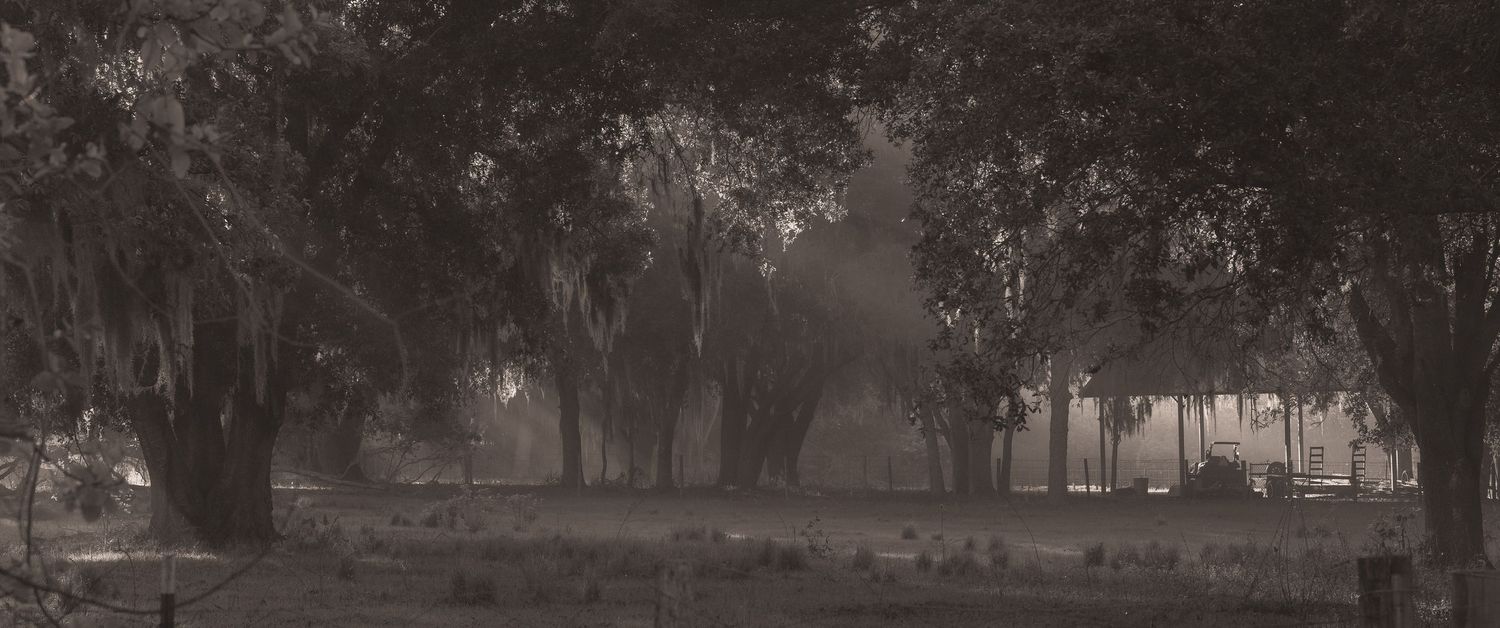 Moody black and white landscape of misty trees draped with Spanish moss in a foggy Southern park at night.