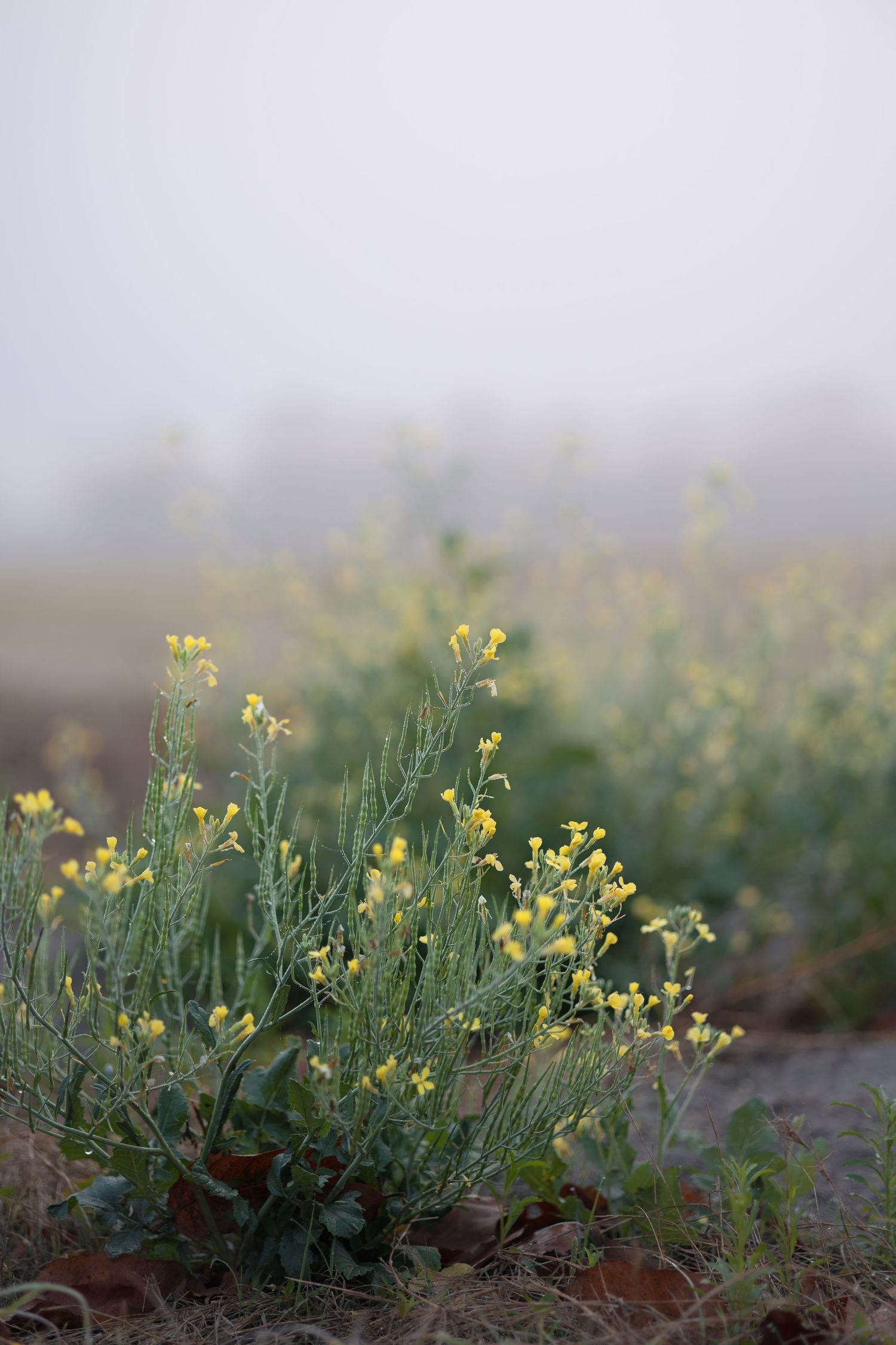 Small yellow wildflowers blooming among green foliage in a misty field during early morning.