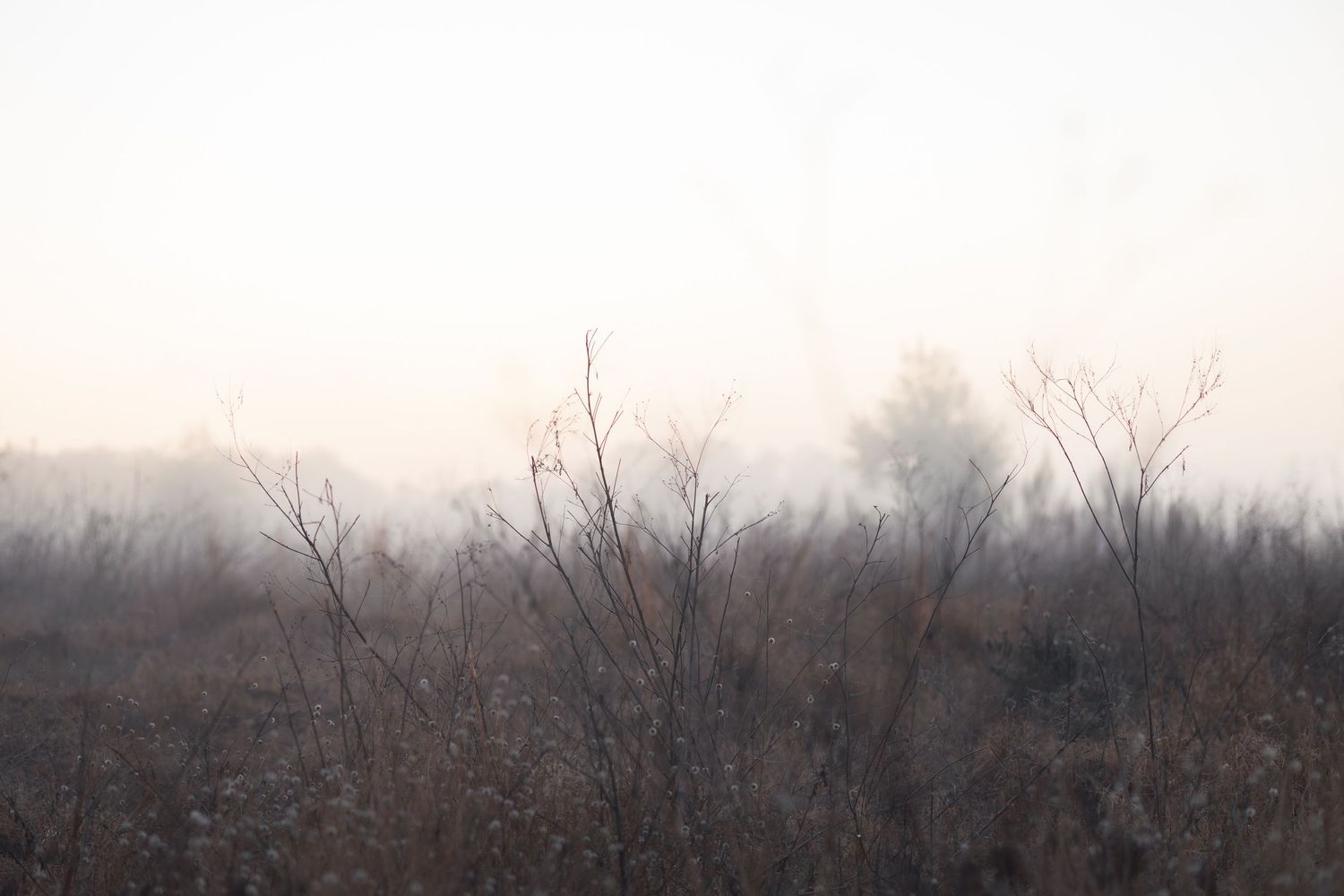 A misty winter landscape shows bare trees silhouetted against a soft, pale sky during sunset.