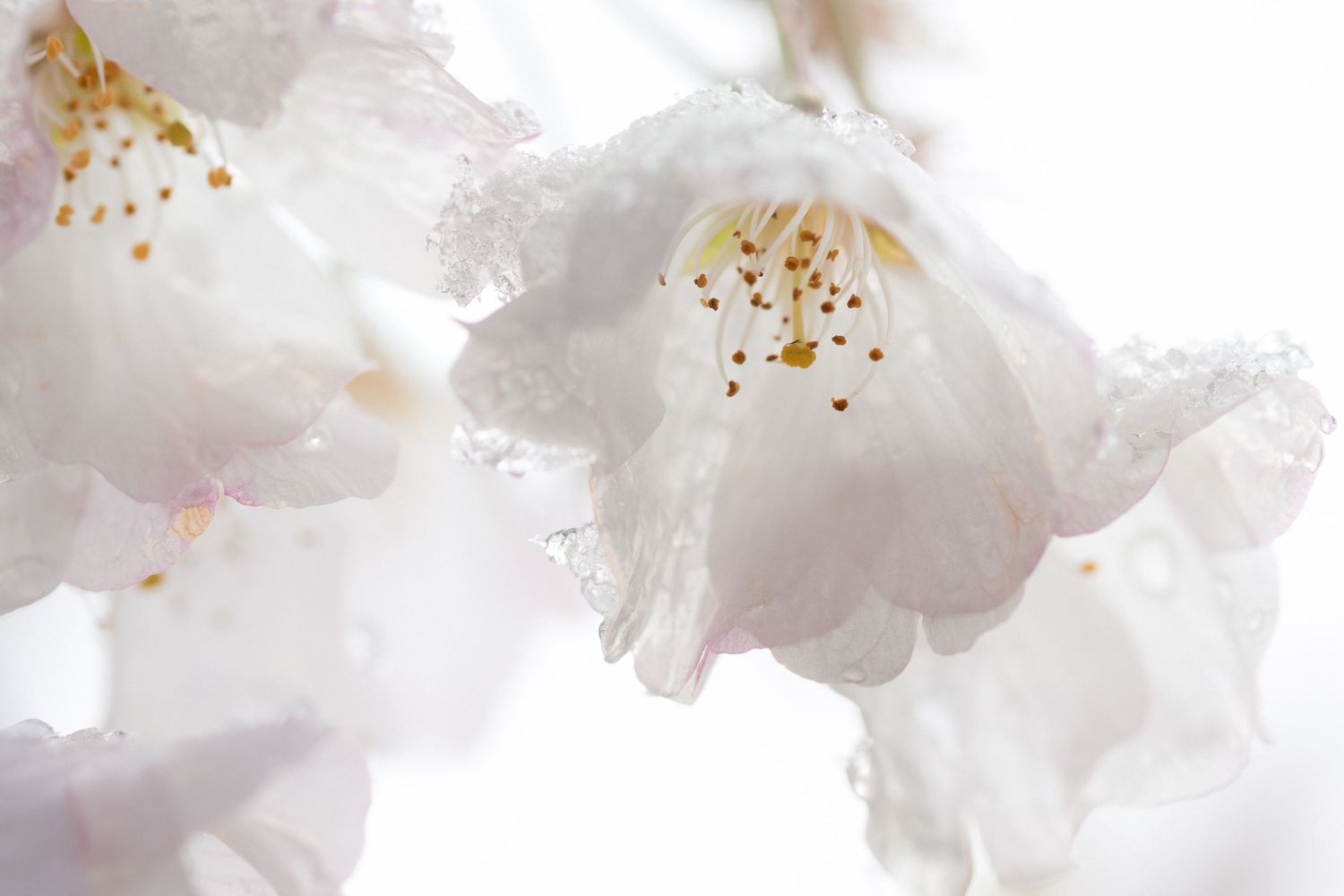 Close-up of delicate white cherry blossom flowers with golden stamens, glistening with water droplets on a soft white background.