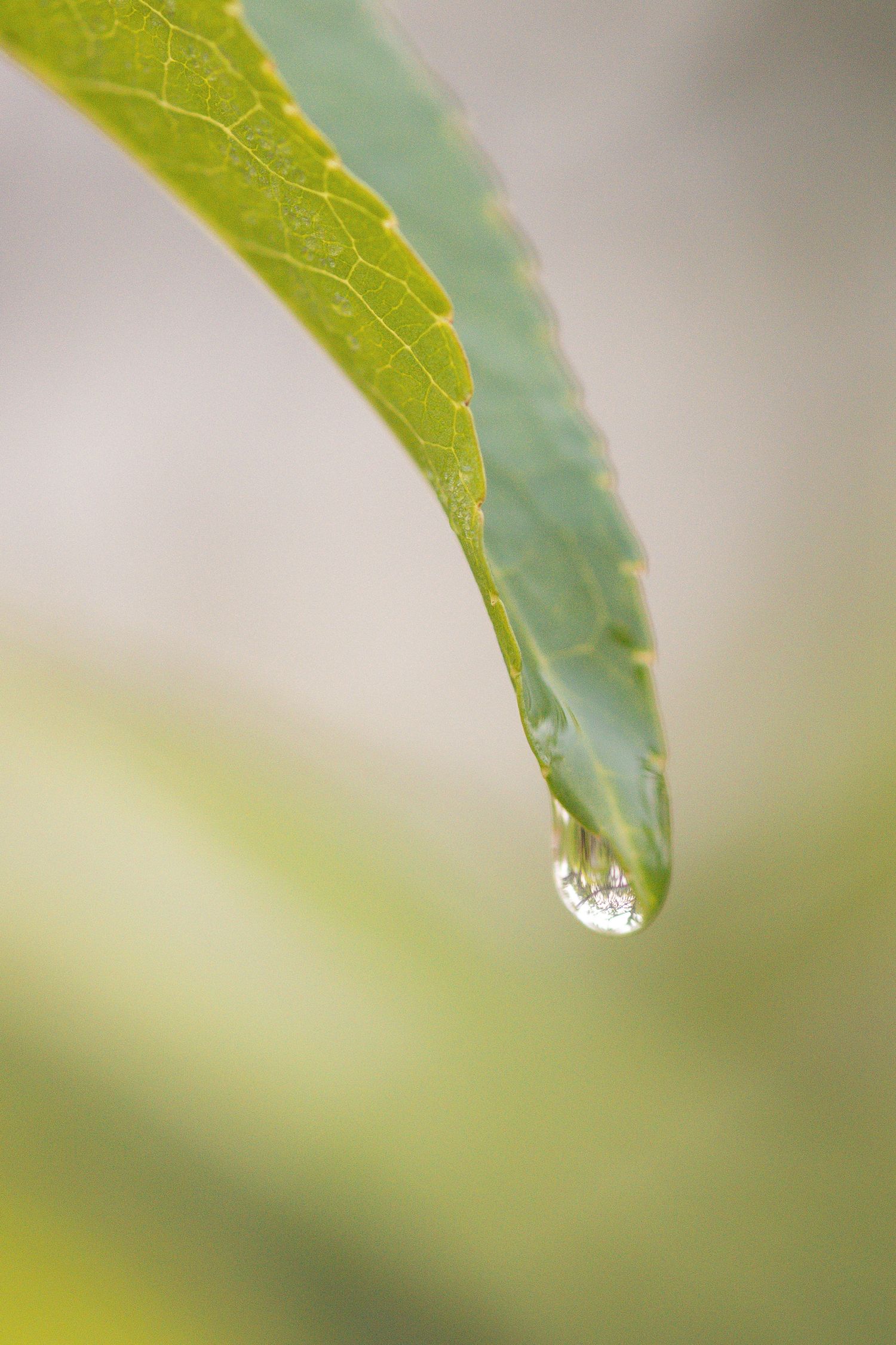 A close-up macro shot of a water droplet hanging from the tip of a fresh green leaf in soft focus.