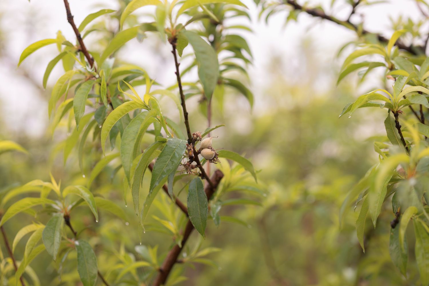 A small bird perches among green peach tree leaves in soft focus.