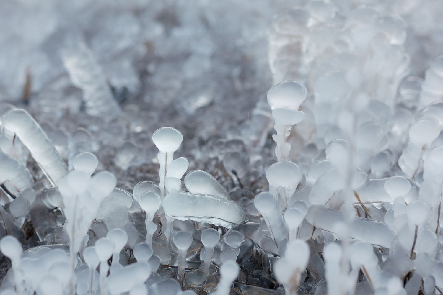 Delicate ice crystals form intricate patterns on a frozen surface creating a natural winter macro photograph.
