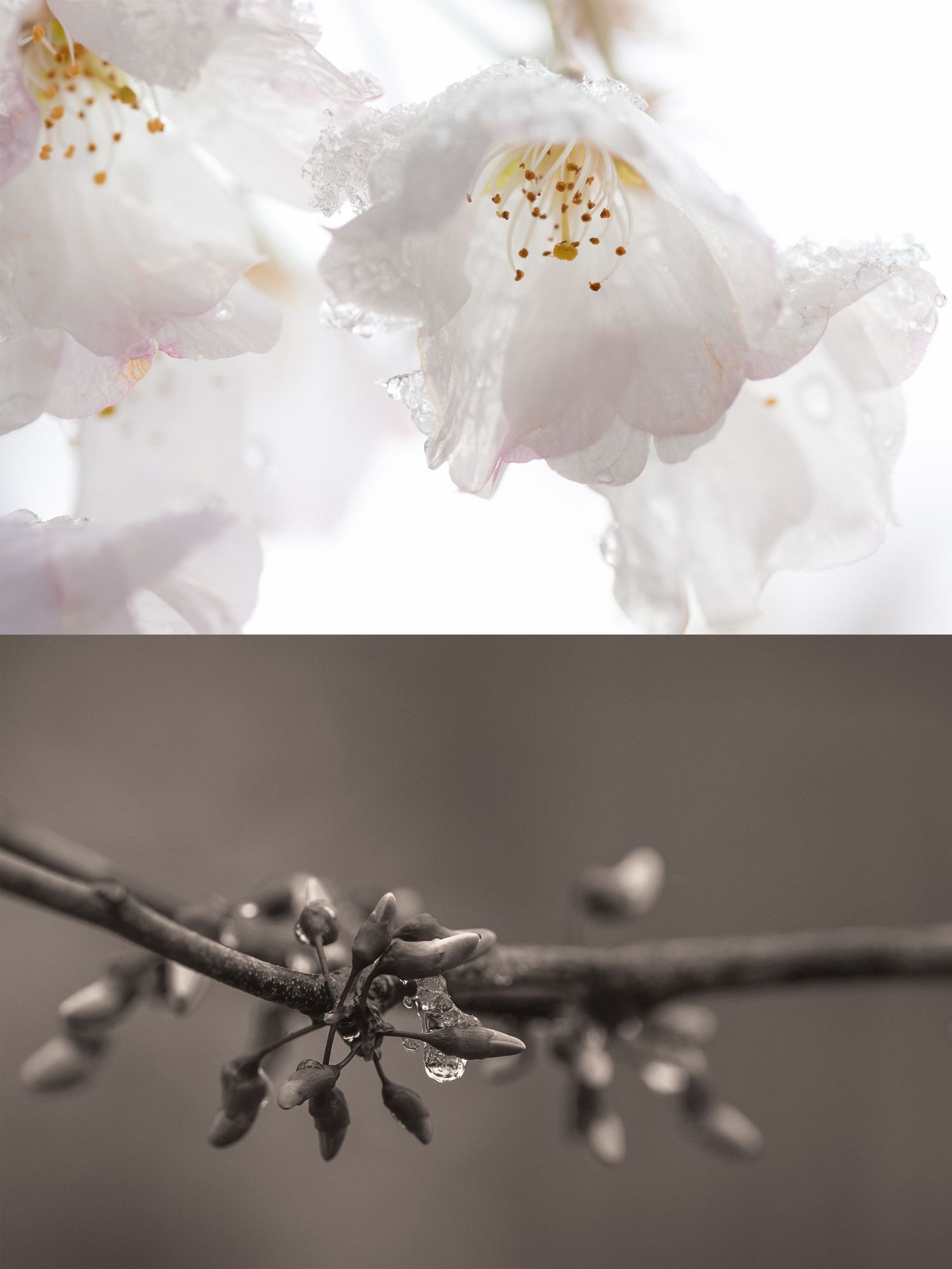 Two-panel photo: white cherry blossoms with raindrops above, and a monochrome branch with buds and water droplets below.