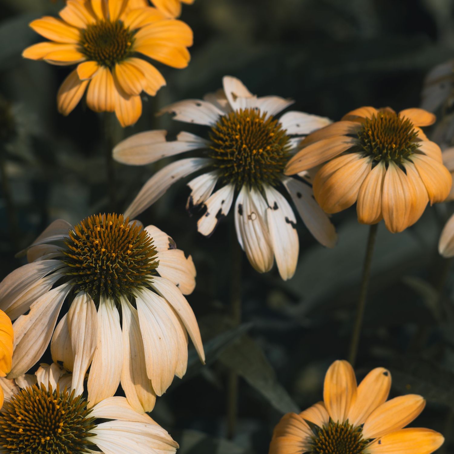 Close-up of vibrant yellow and white coneflowers with golden centers blooming in a garden.