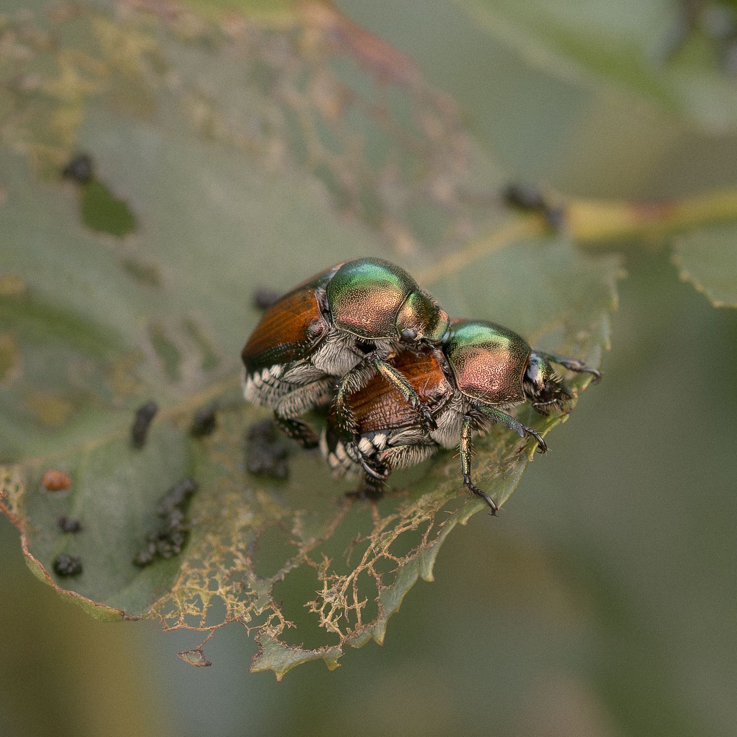 Two iridescent Japanese beetles with copper wings feeding on a damaged green leaf.