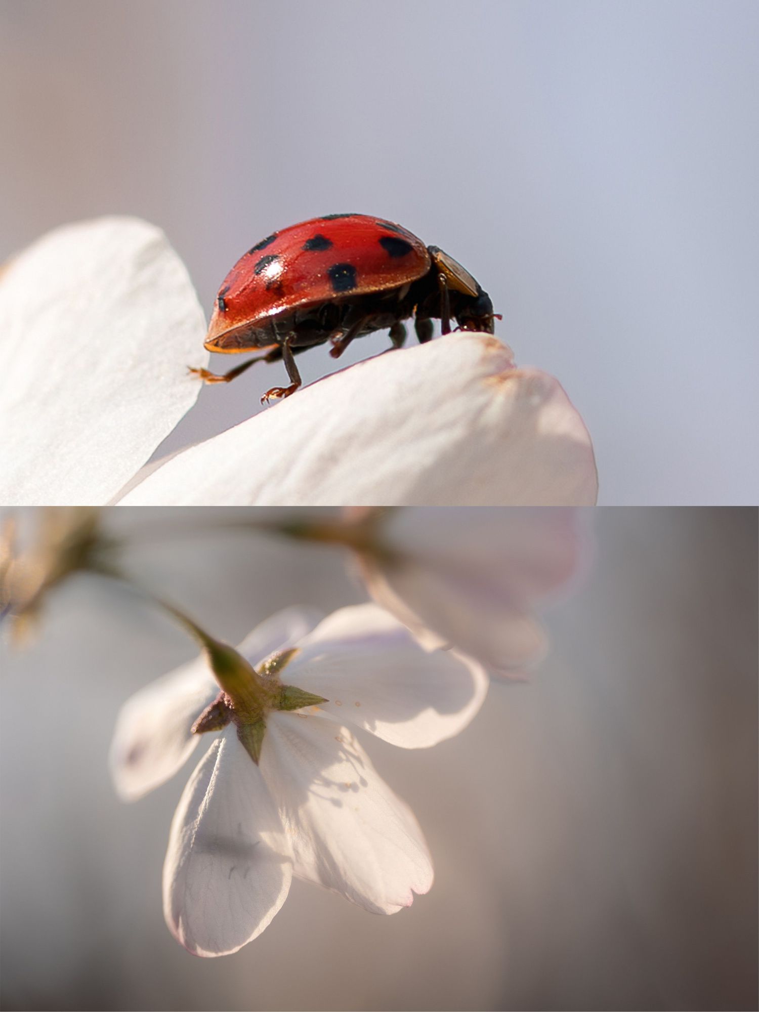 A red ladybug with black spots perched on delicate white flower petals against a soft gray background.