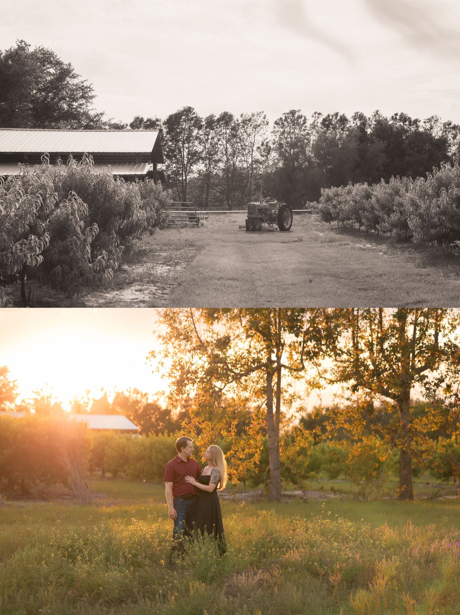 Black and white farm scene with barn and tractor above a golden sunset couple embracing in a lush green field.