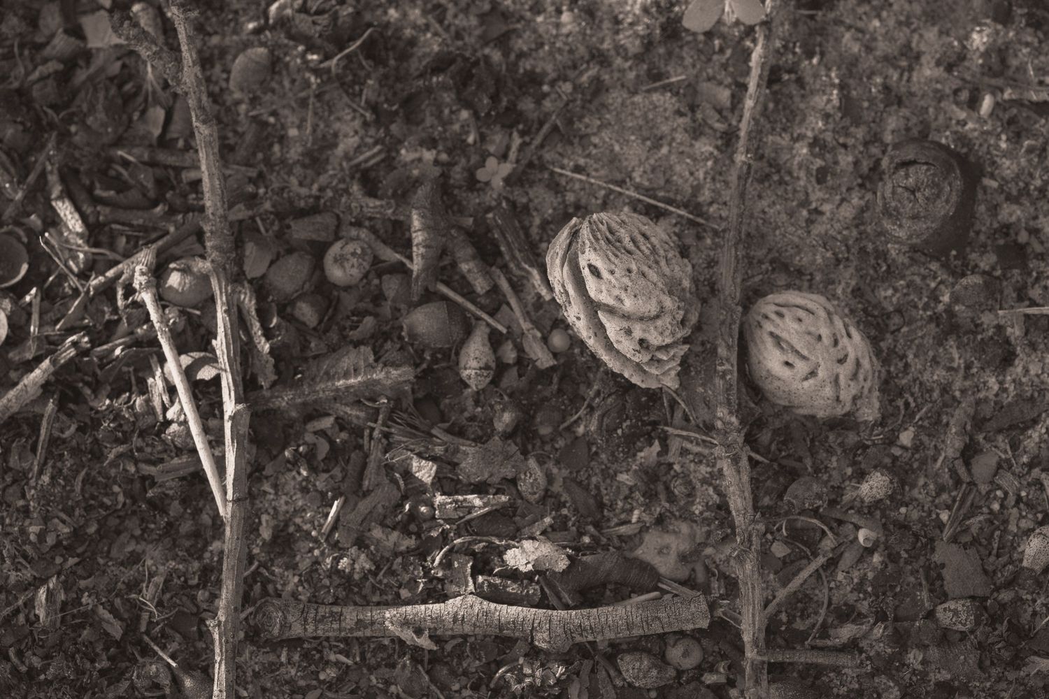 Black and white photo of walnuts and mushrooms scattered on forest floor among twigs and pebbles.